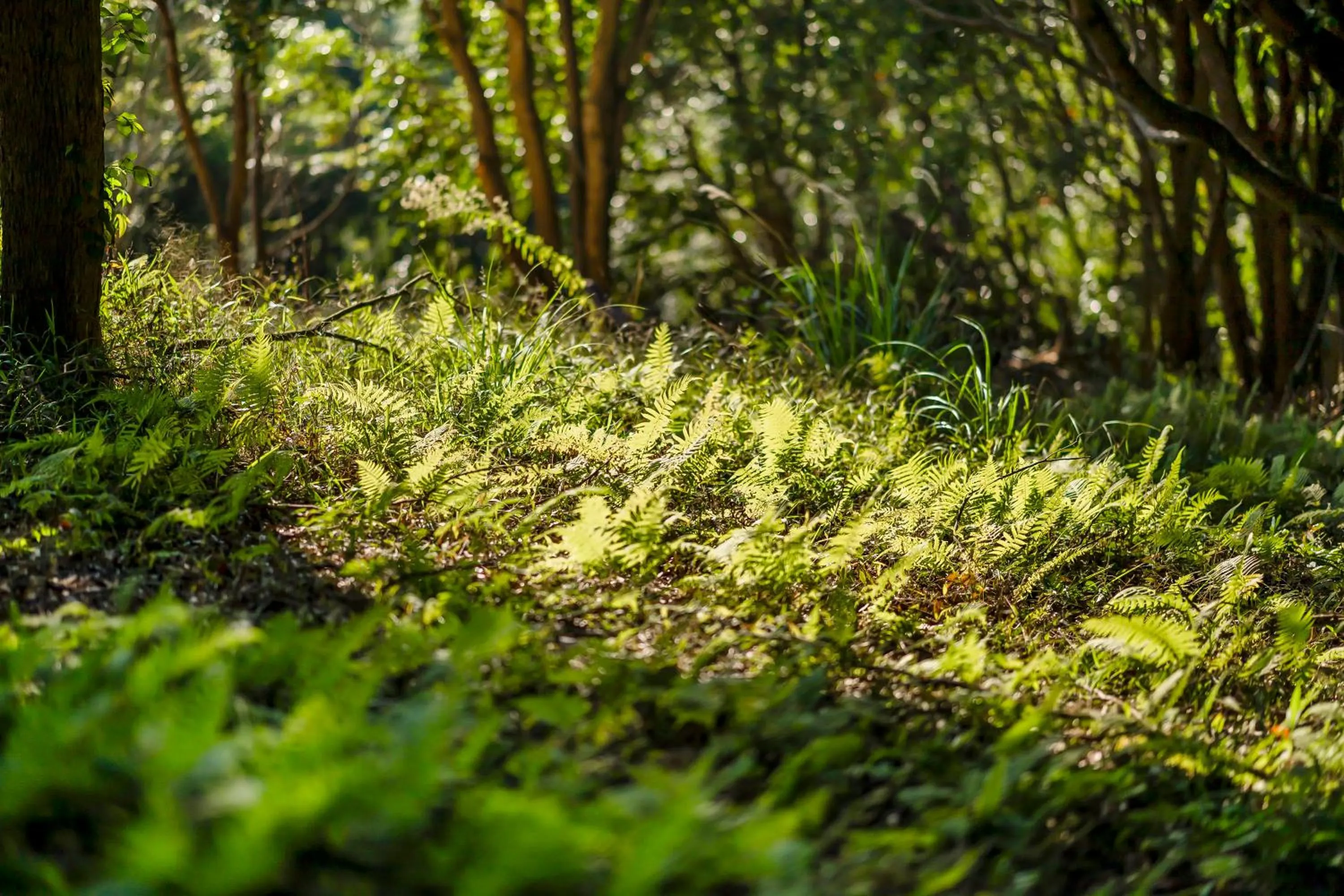 Natural landscape in Grow Tree Glamping