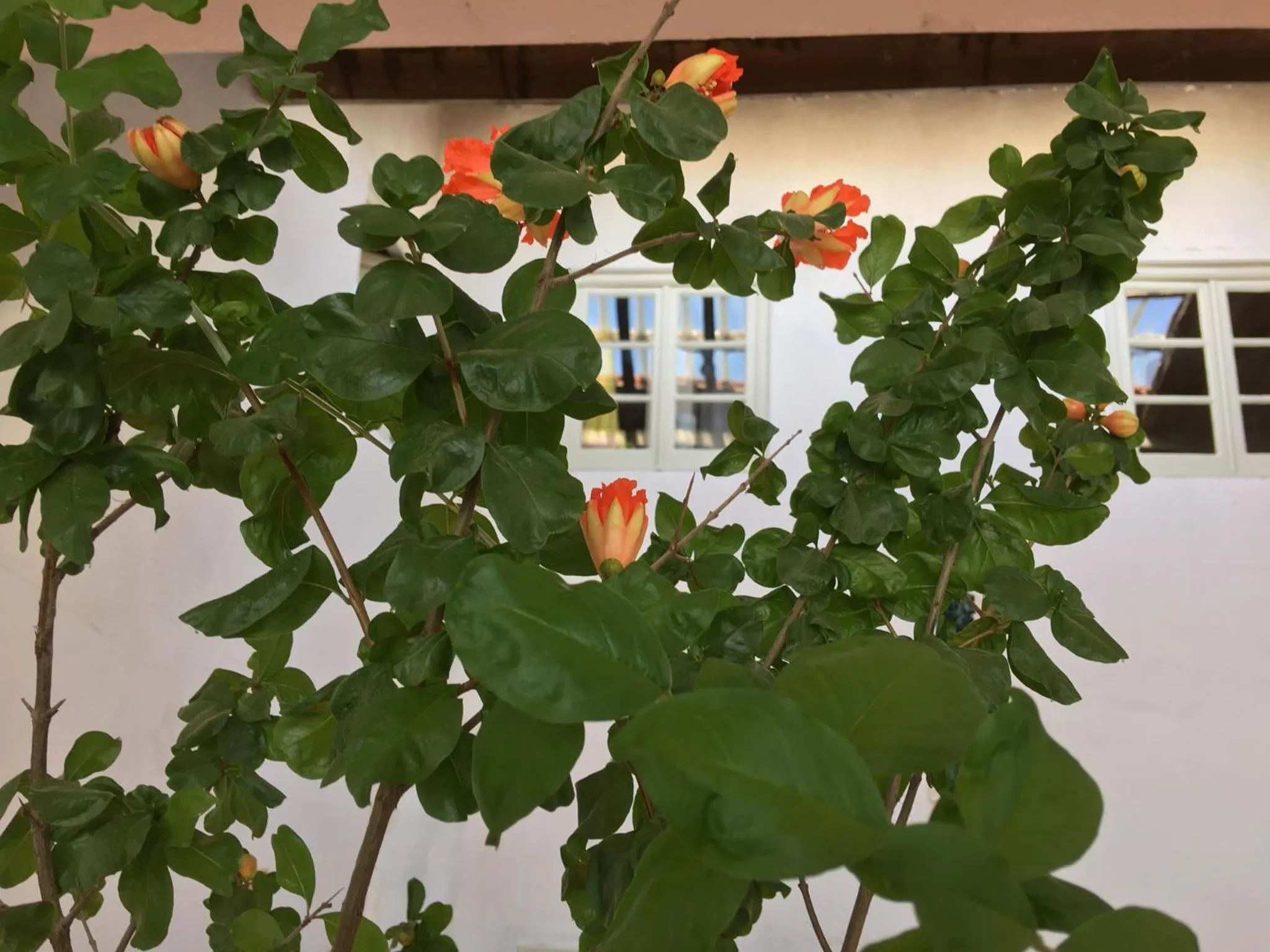 Residencial Avenida Hostel
