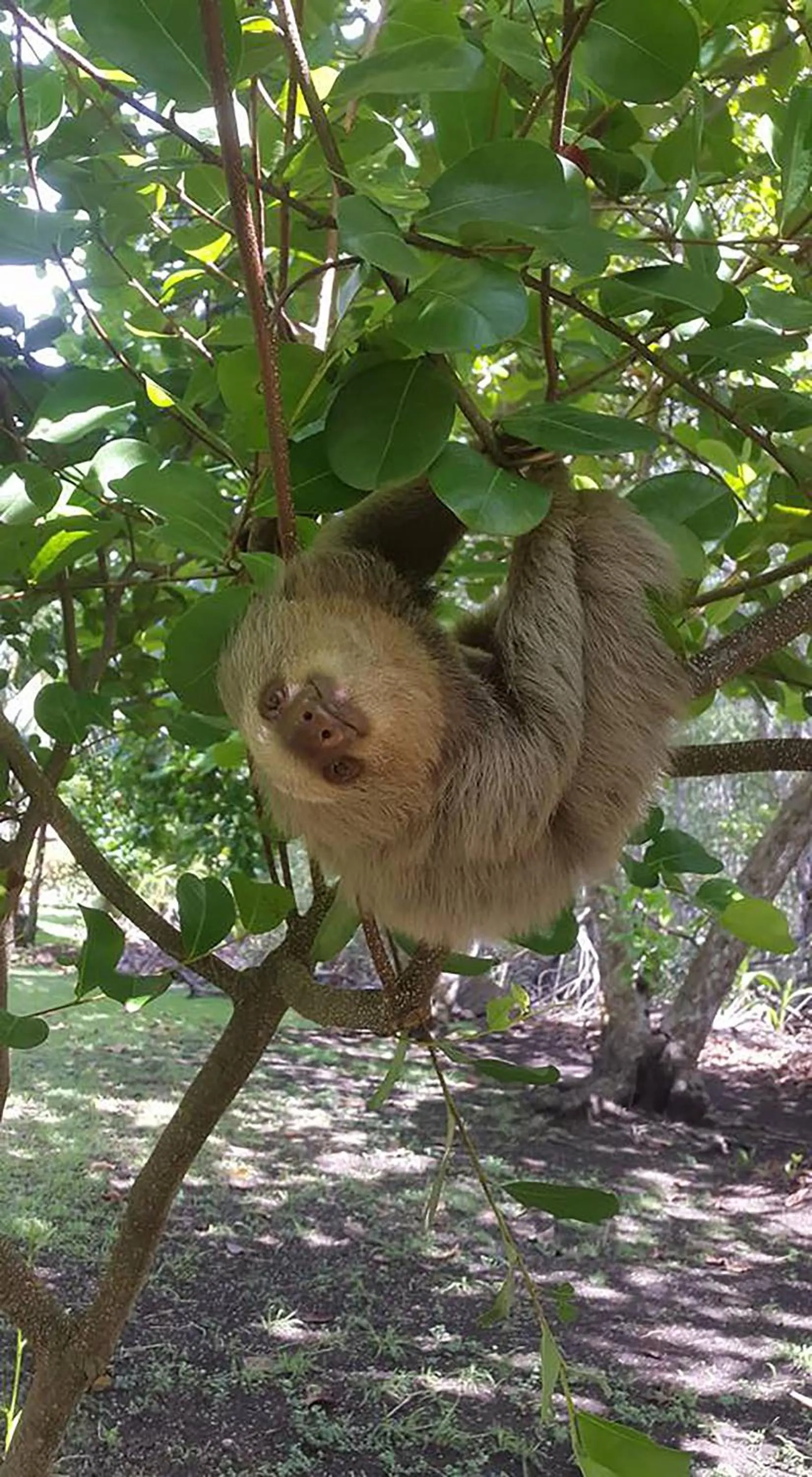 Animals in Hotel Delfin Playa Bejuco