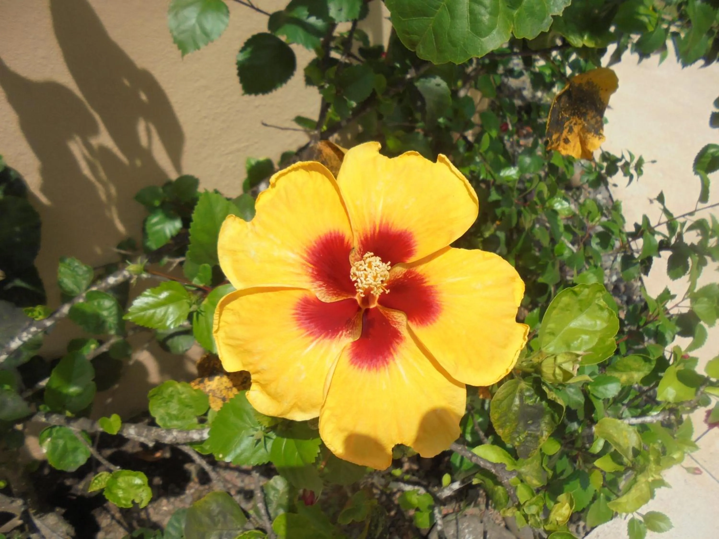 Garden in Hotel Delfin Playa Bejuco