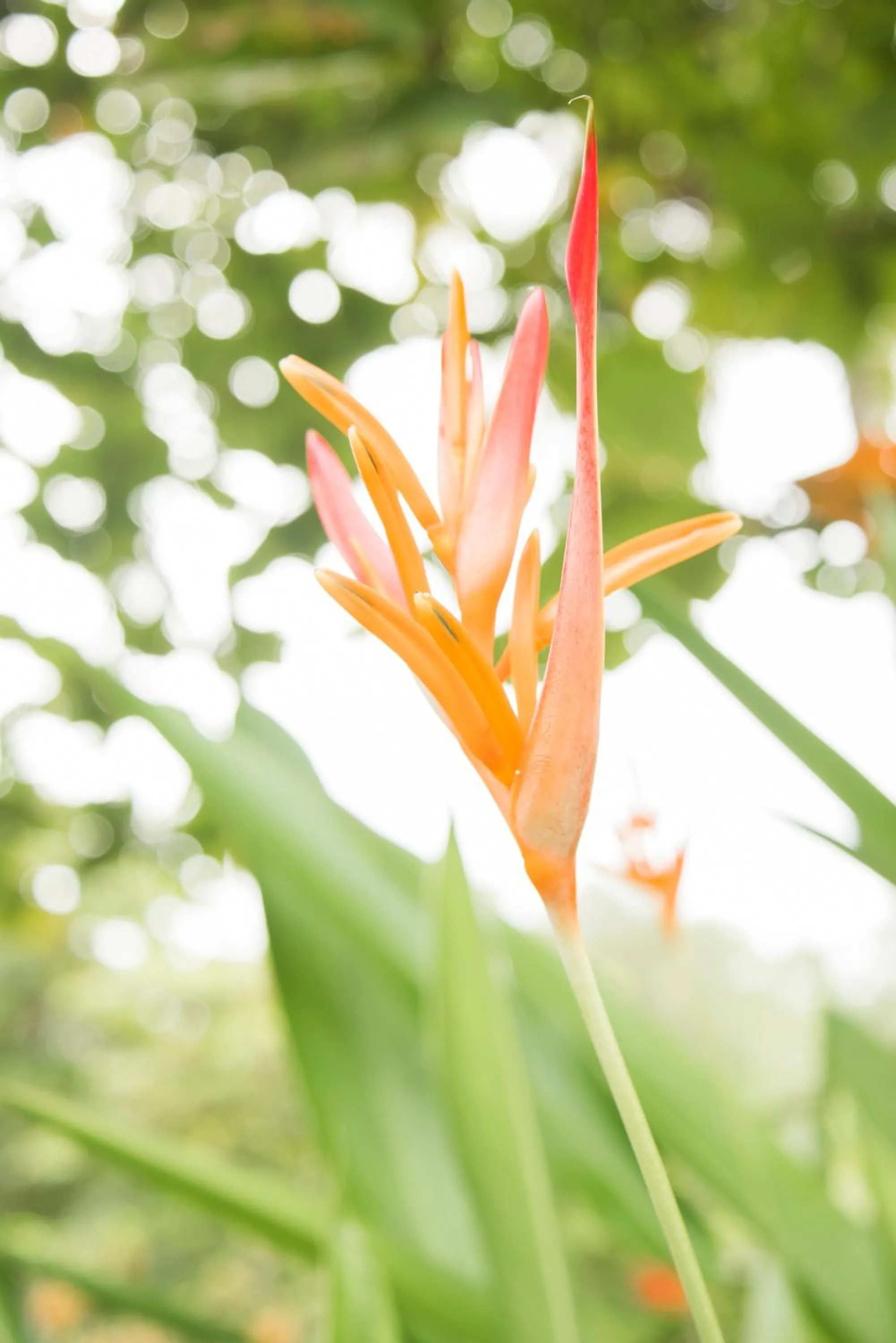 Garden in Hotel Delfin Playa Bejuco