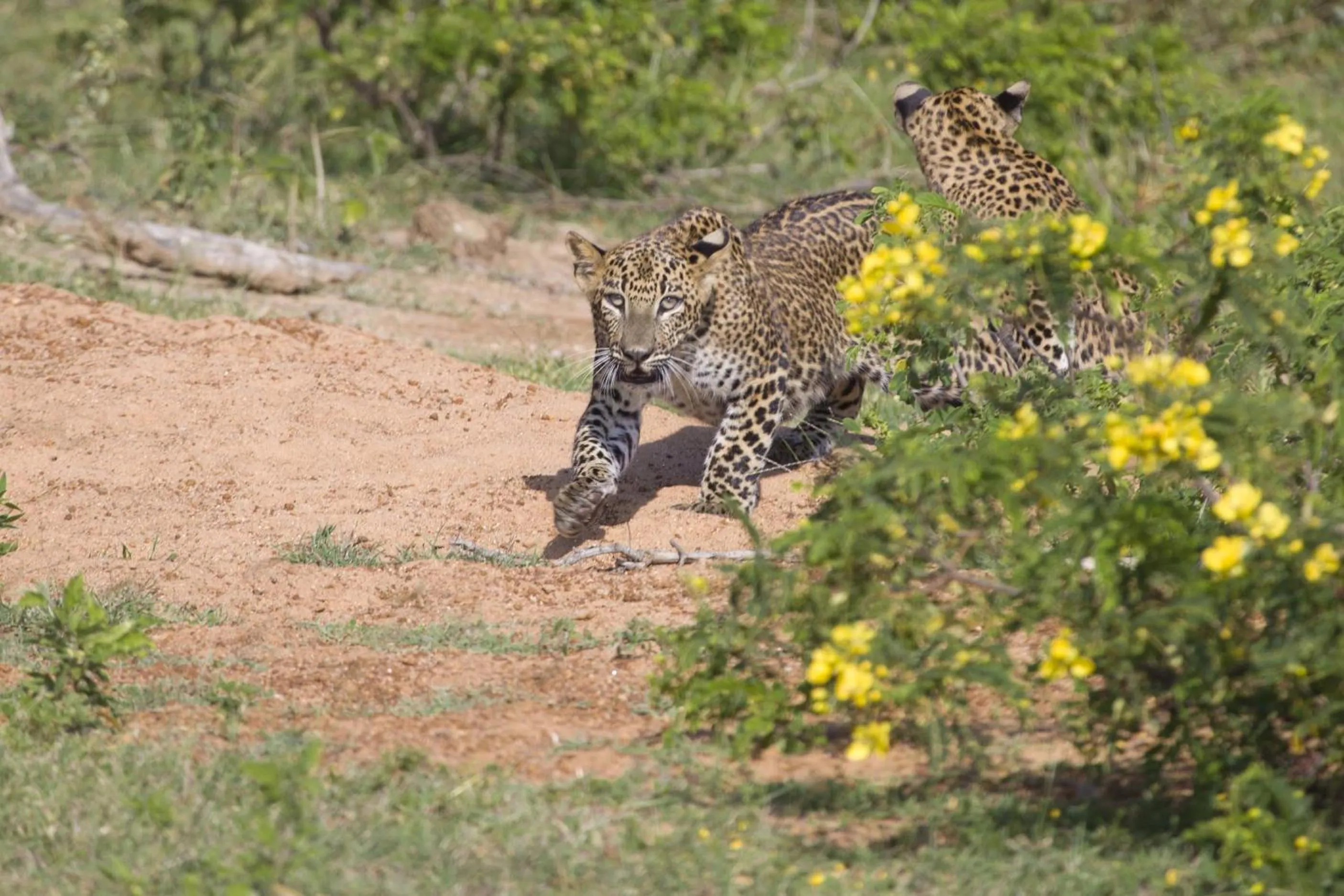 Animals in Shine Park