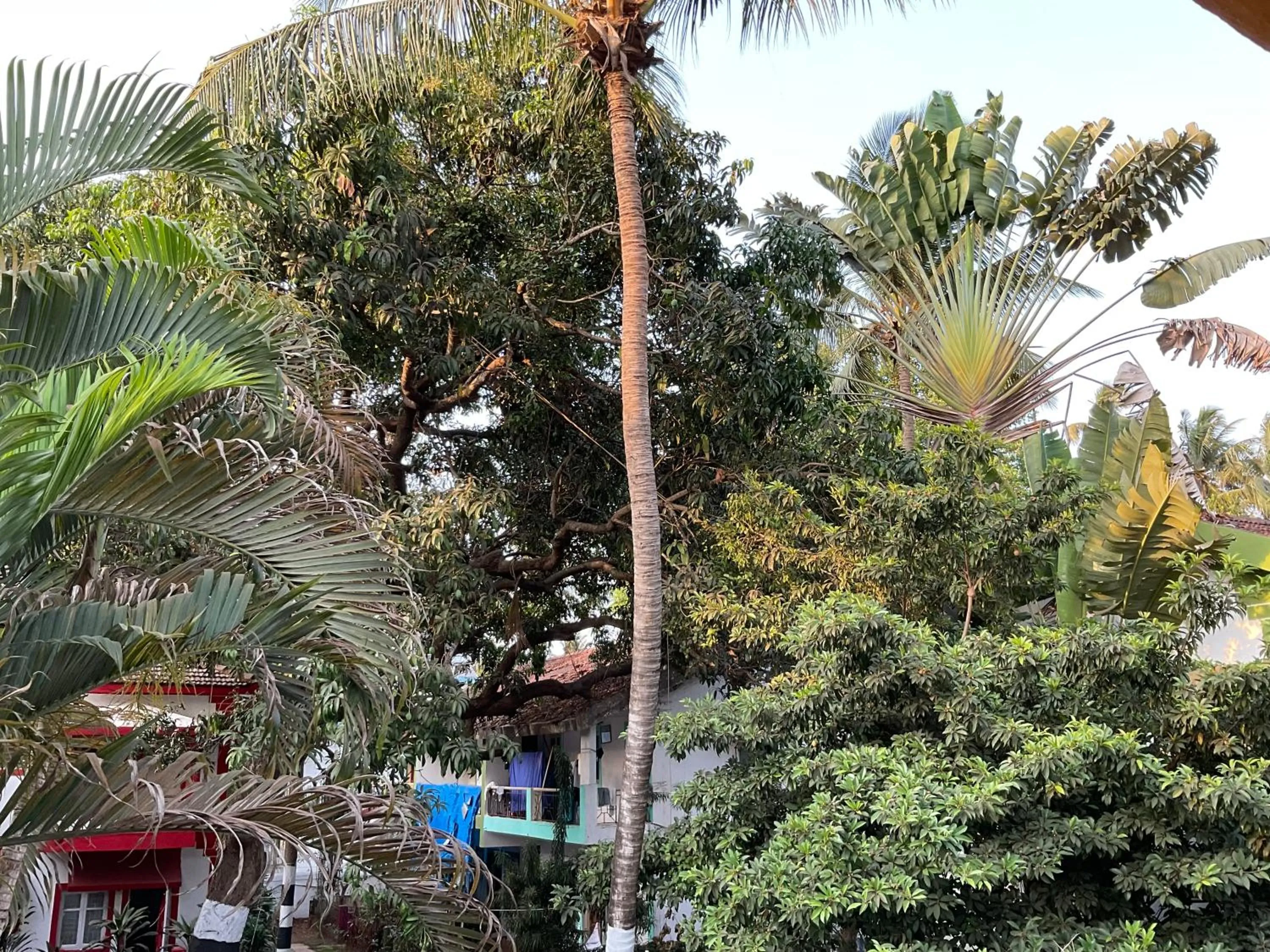 Natural landscape in Ondas Do Mar Beach Resort Phase-1