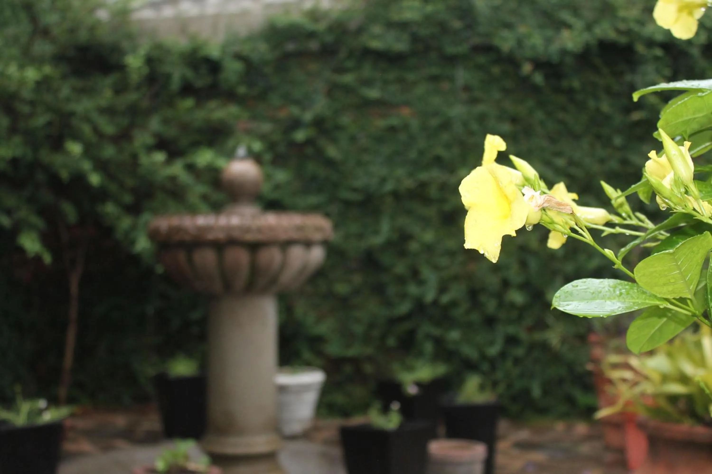 Garden in Hotel Art Gallery Casona de los Milagros