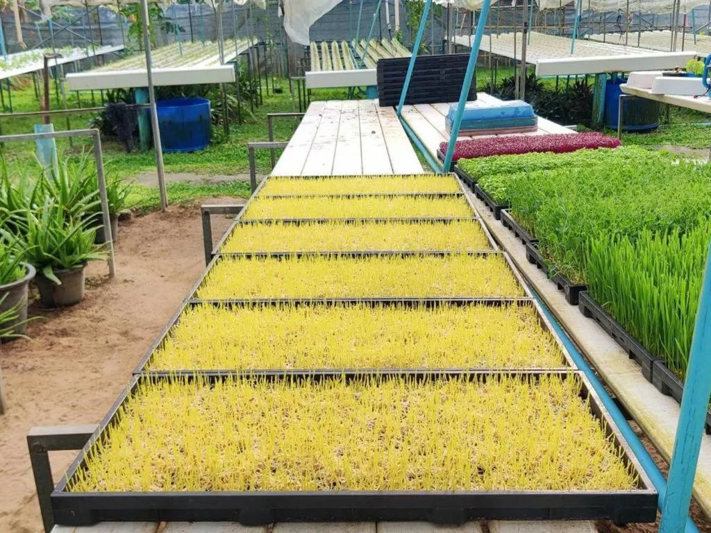 Garden in The Willow Phangan