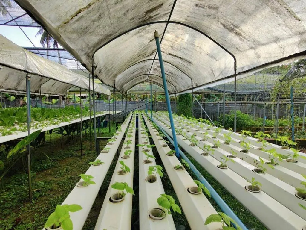 Garden in The Willow Phangan