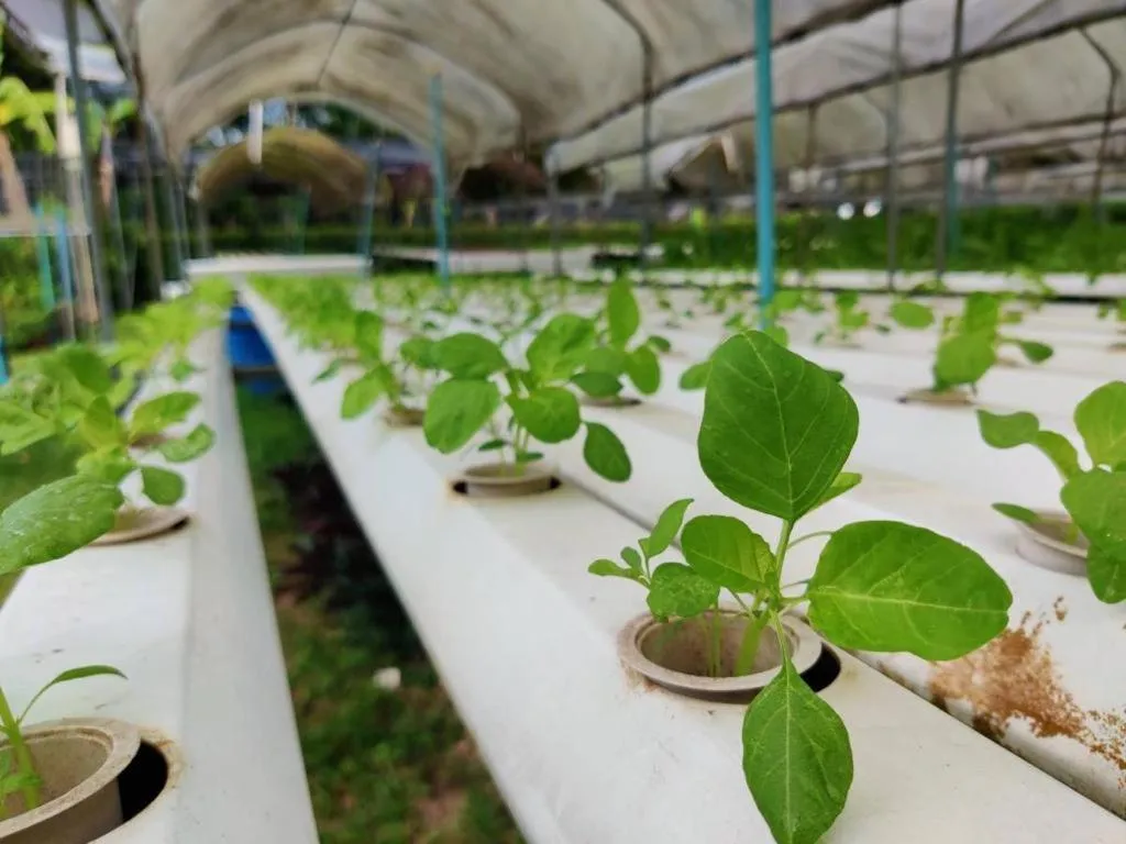 Garden in The Willow Phangan
