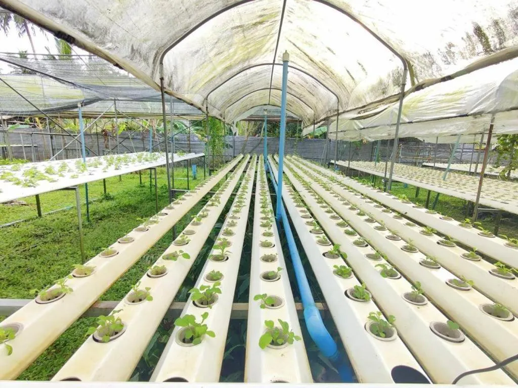 Garden in The Willow Phangan