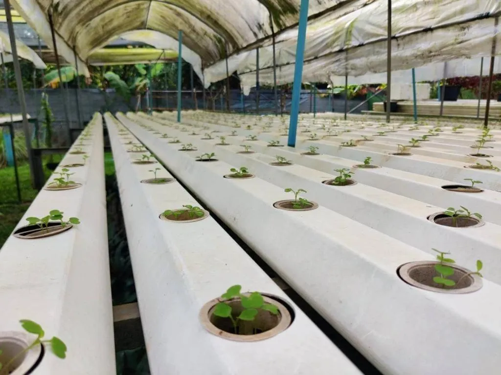 Garden in The Willow Phangan