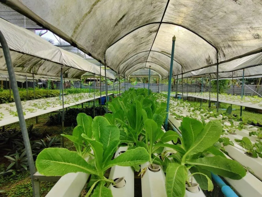 Garden in The Willow Phangan