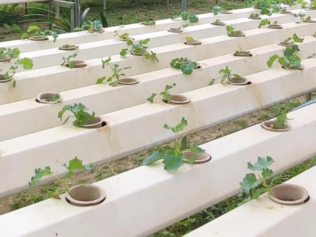 Garden in The Willow Phangan