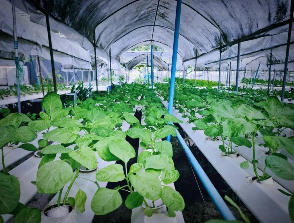 Garden in The Willow Phangan