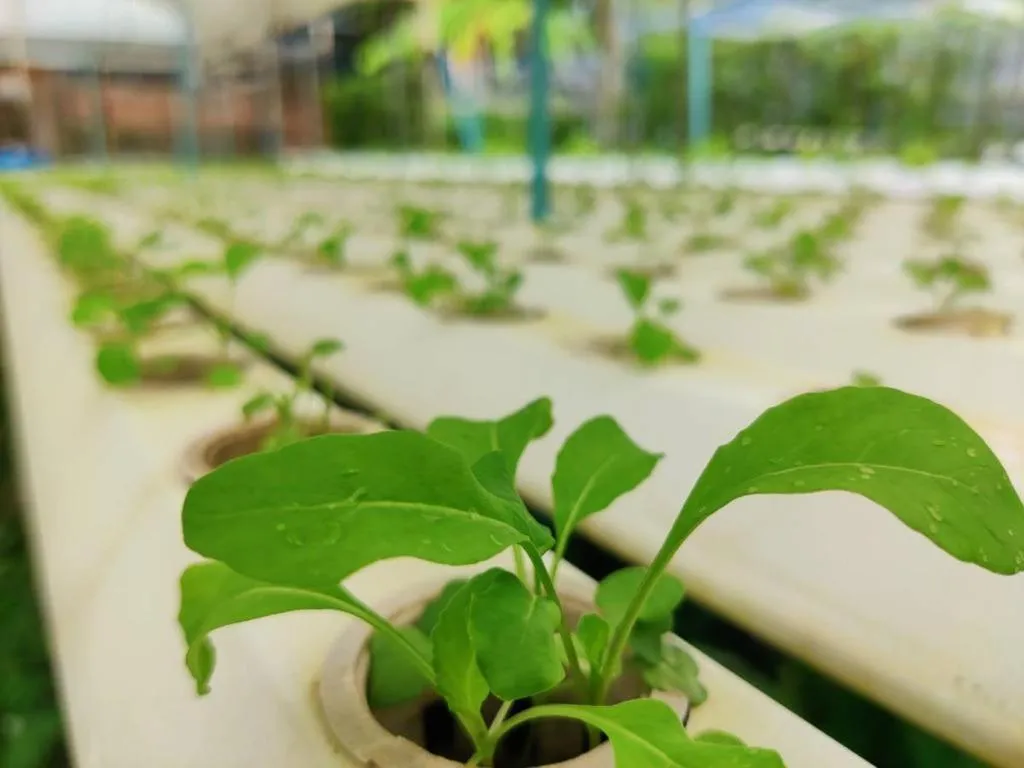 Garden in The Willow Phangan