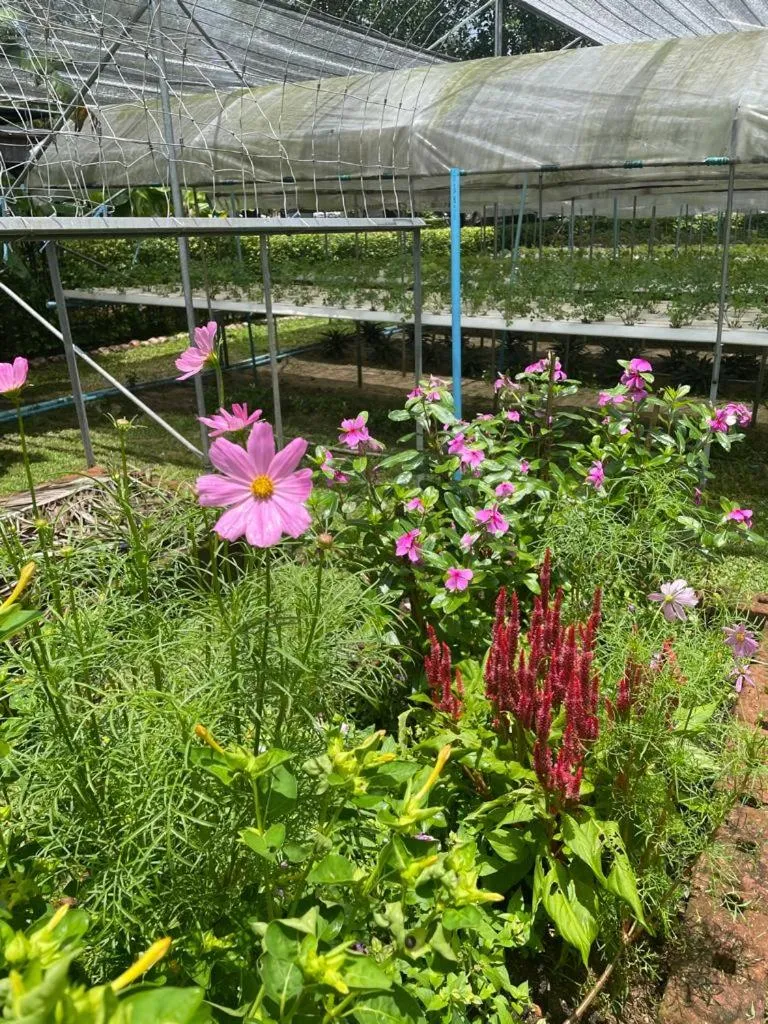 Spring in The Willow Phangan