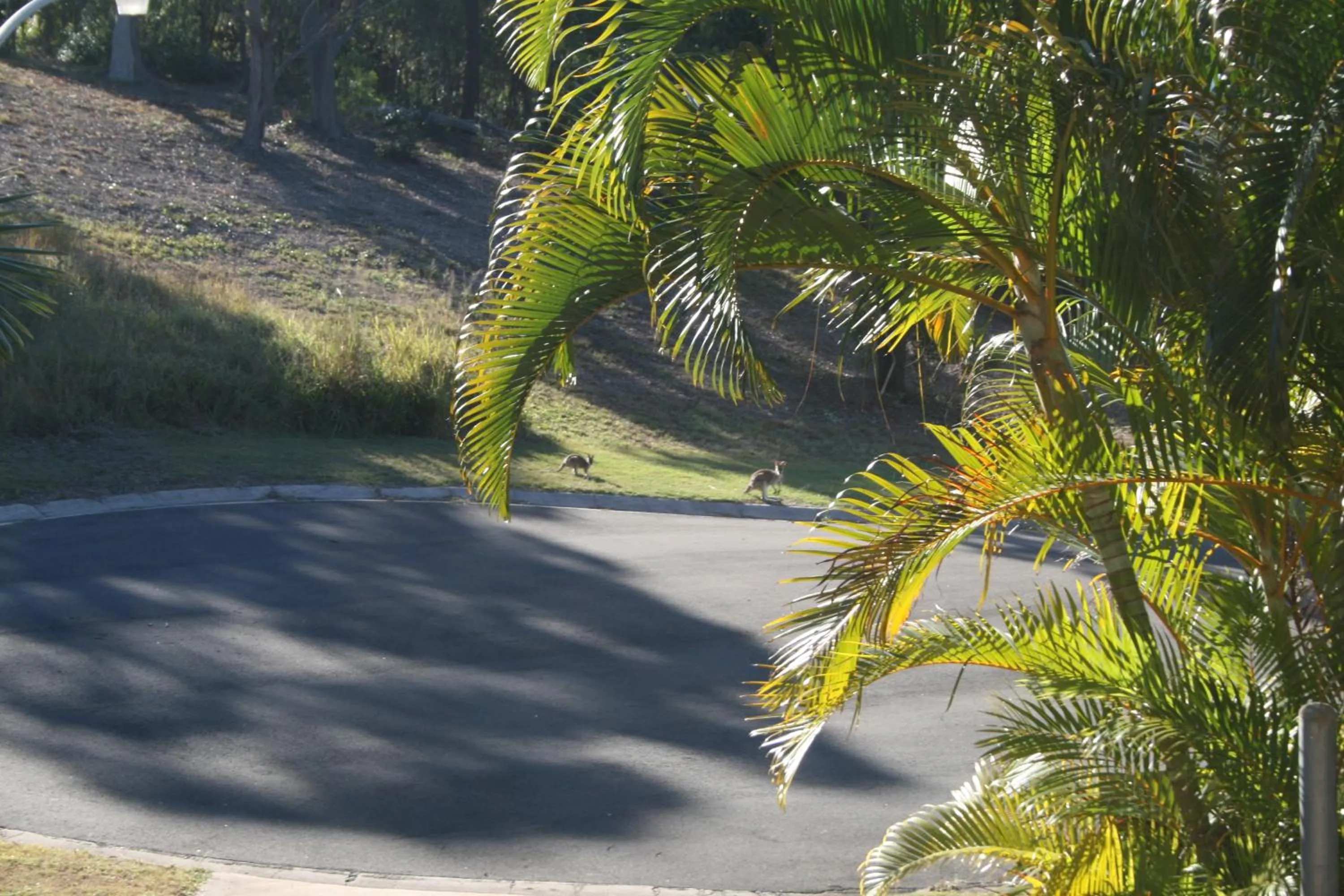 Garden in Escape 1770 Motel - No Kids - NO SMOKING - No Partying