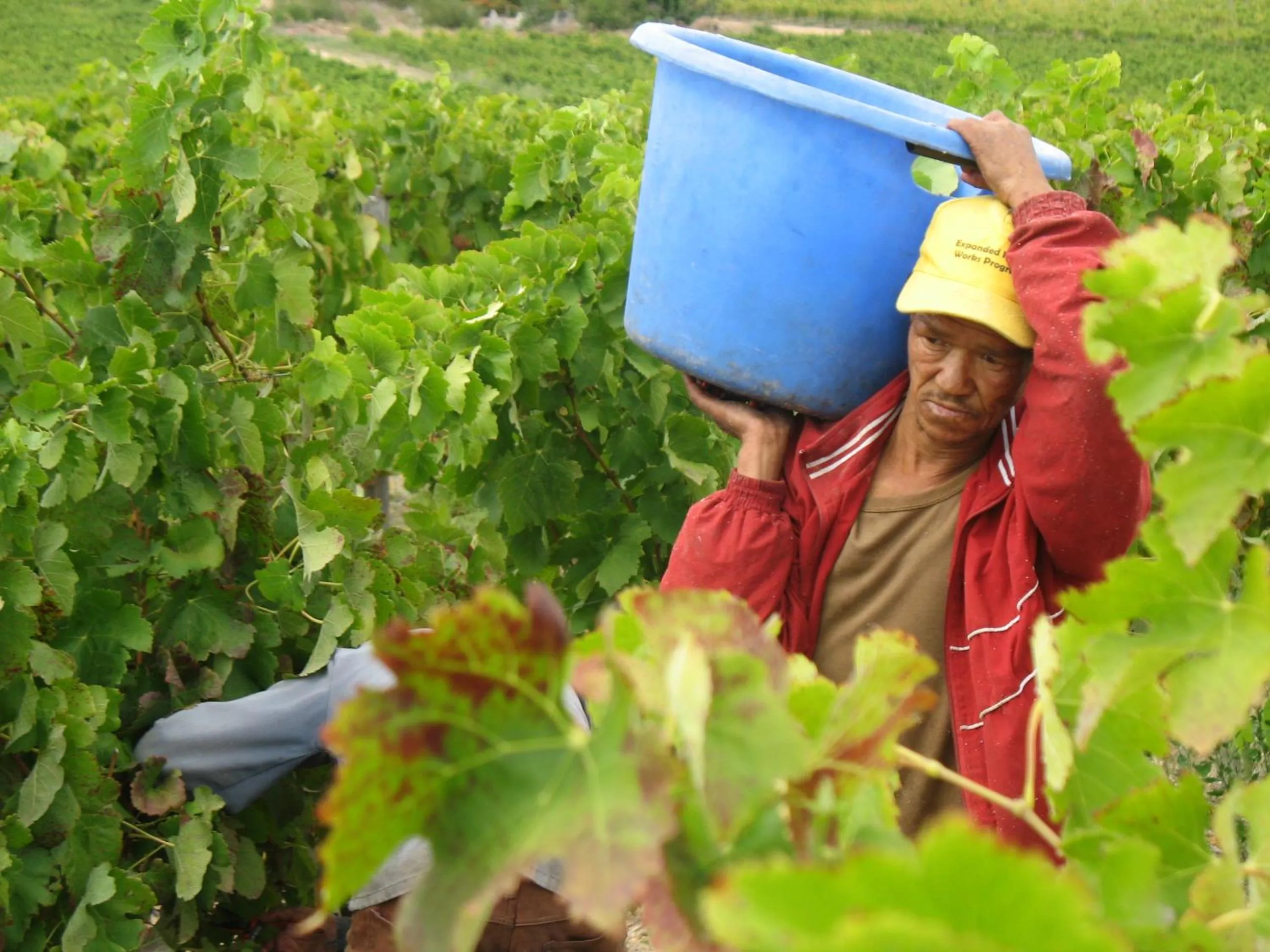 Staff in Skilpadvlei Wine Farm