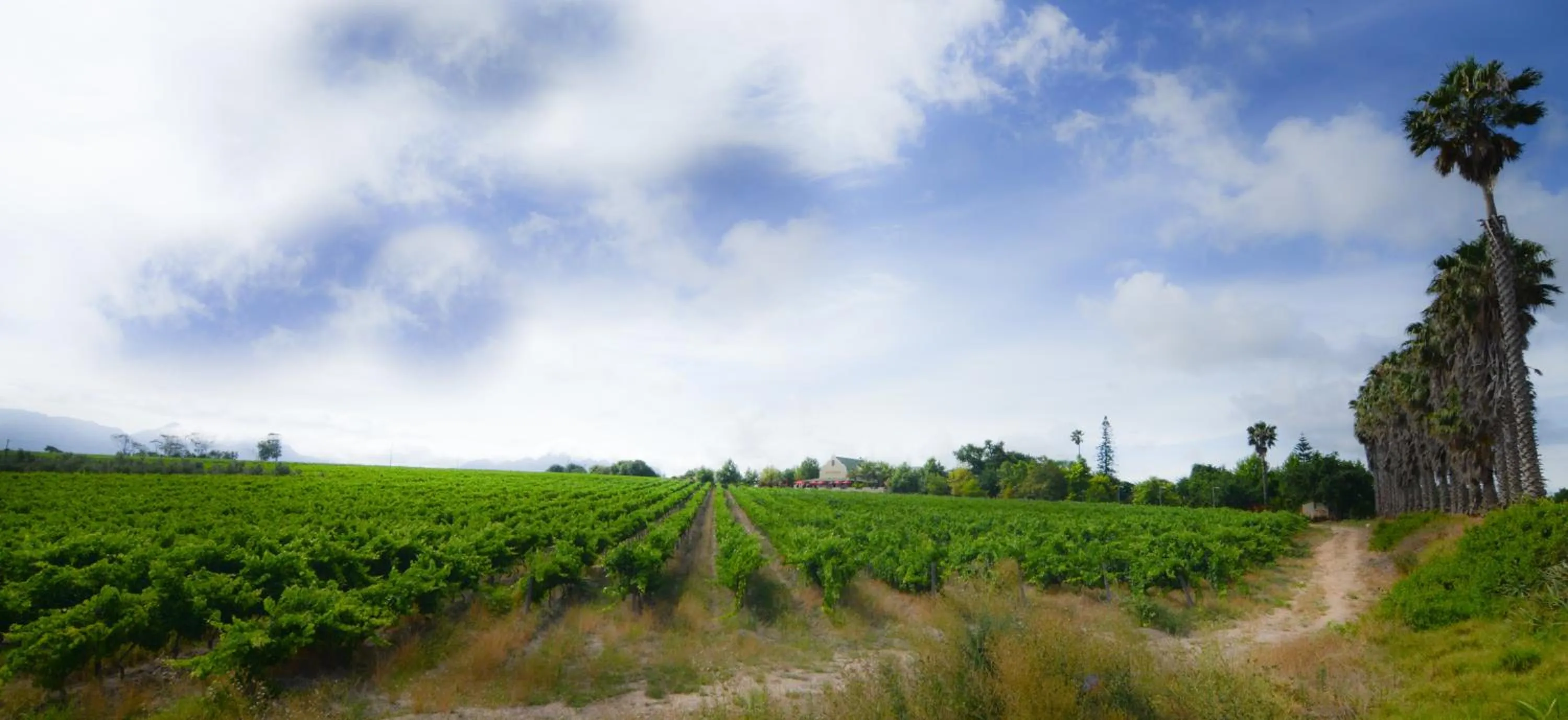 Day in Skilpadvlei Wine Farm