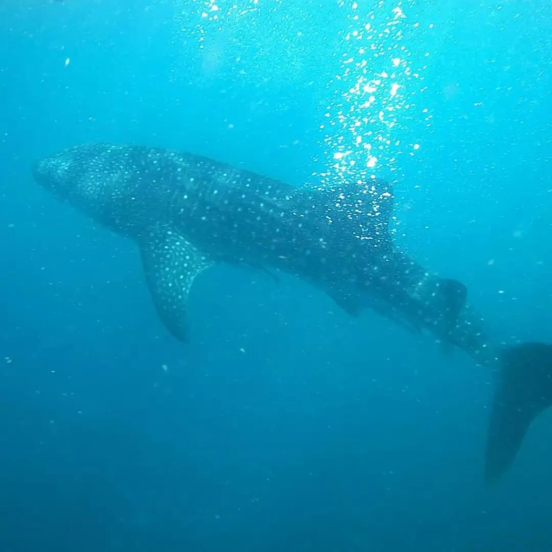 Activities in Dancalan Beach Resort