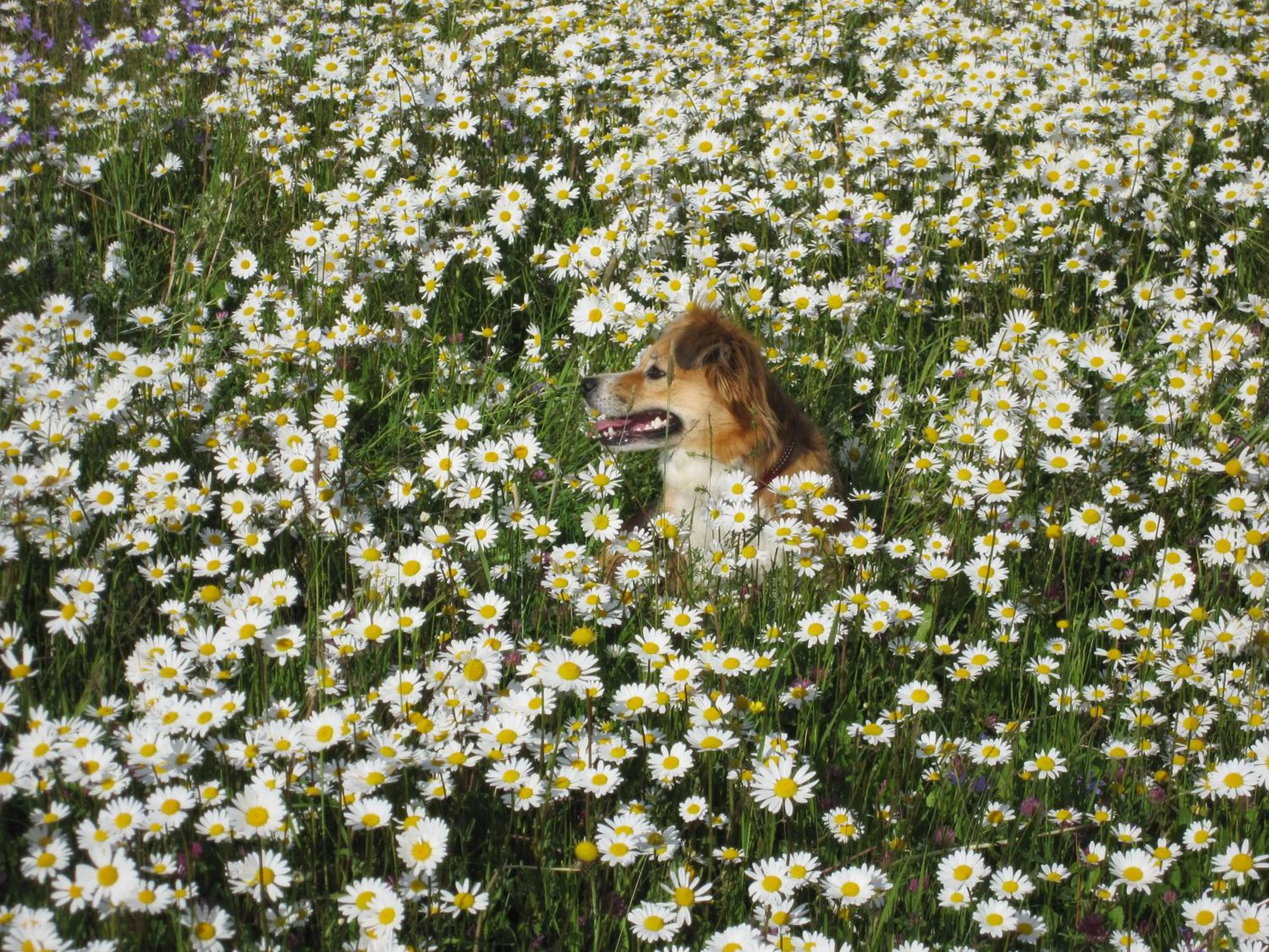 Spring in Bergdorf Riesner