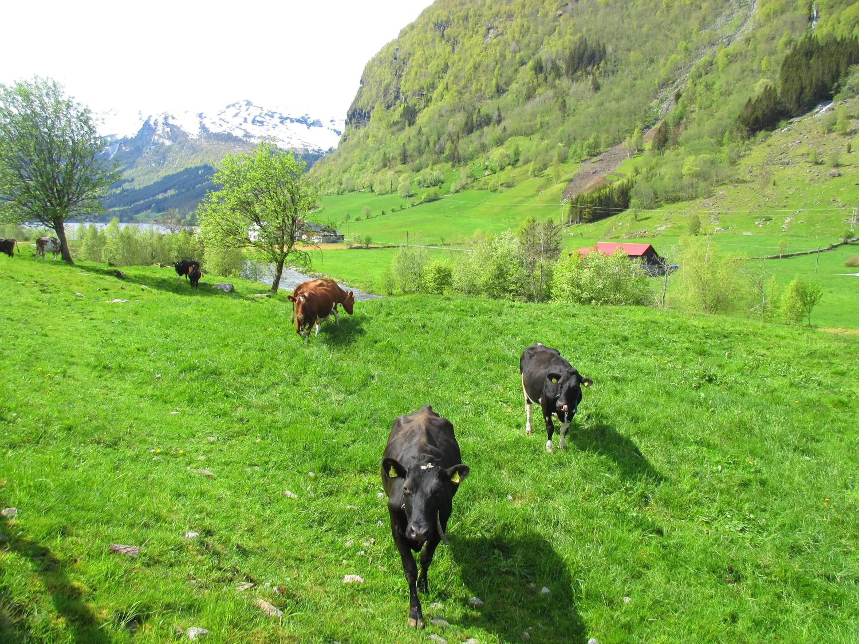 Animals in Tuftegarden