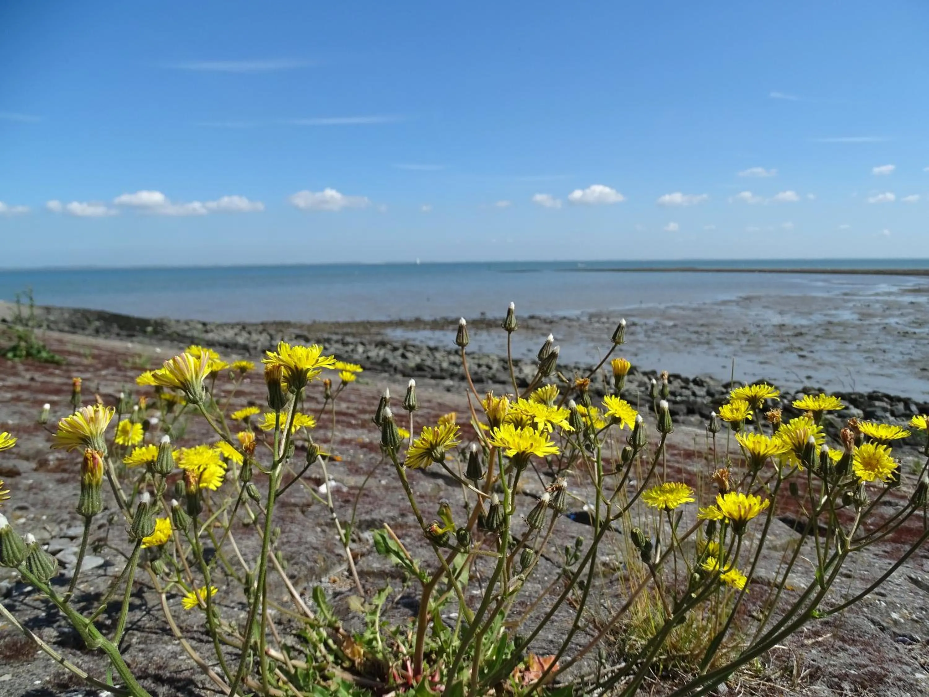 Beach in Hotel Café Restaurant "De Kroon"