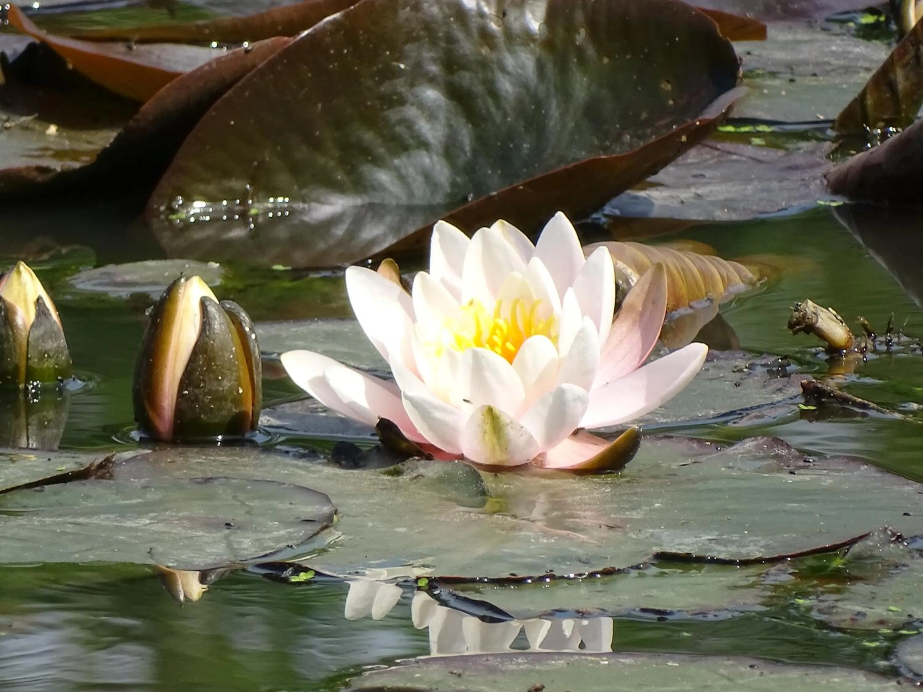Natural landscape in Hotel Café Restaurant "De Kroon"