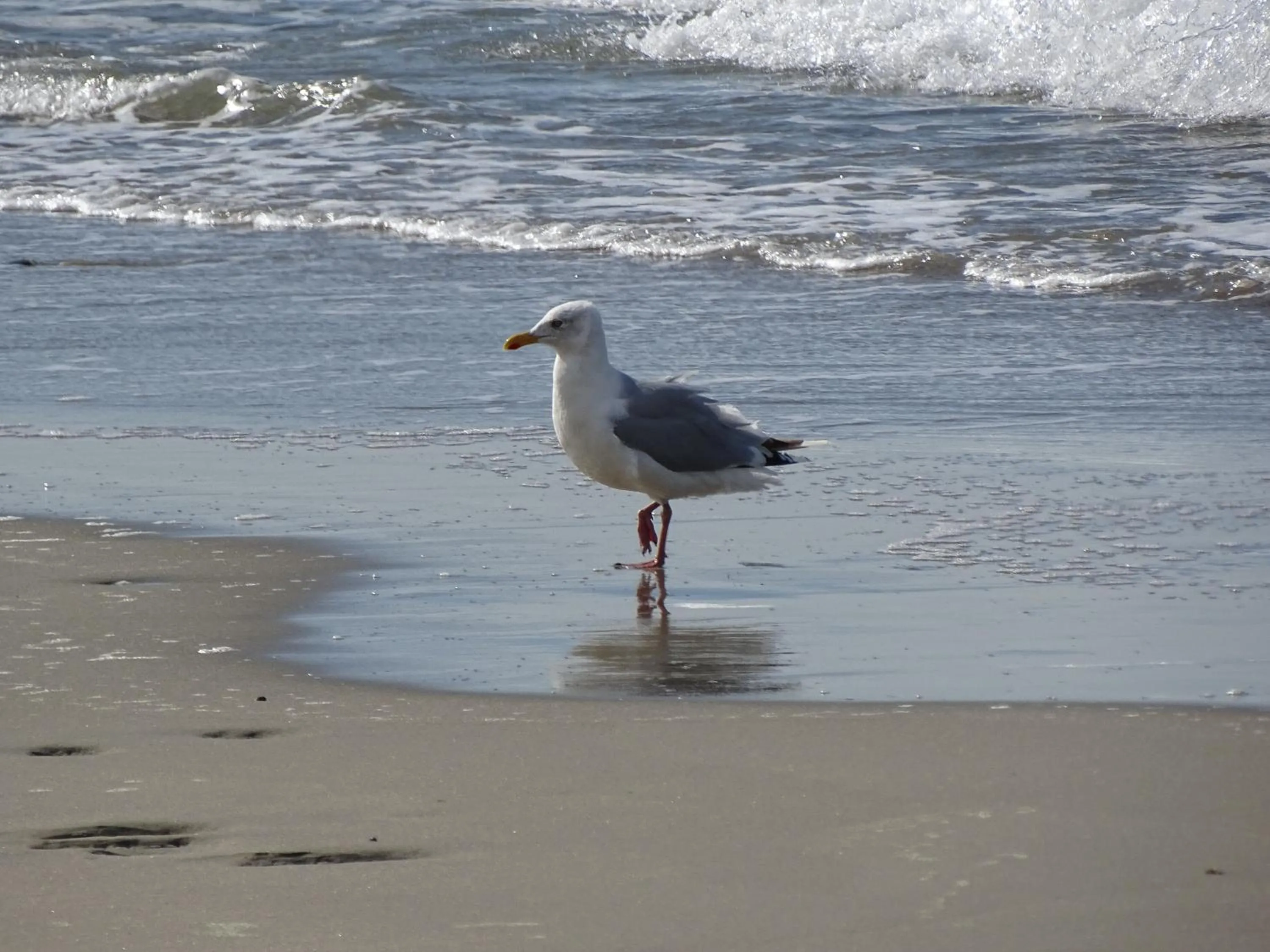 Beach in Hotel Café Restaurant "De Kroon"
