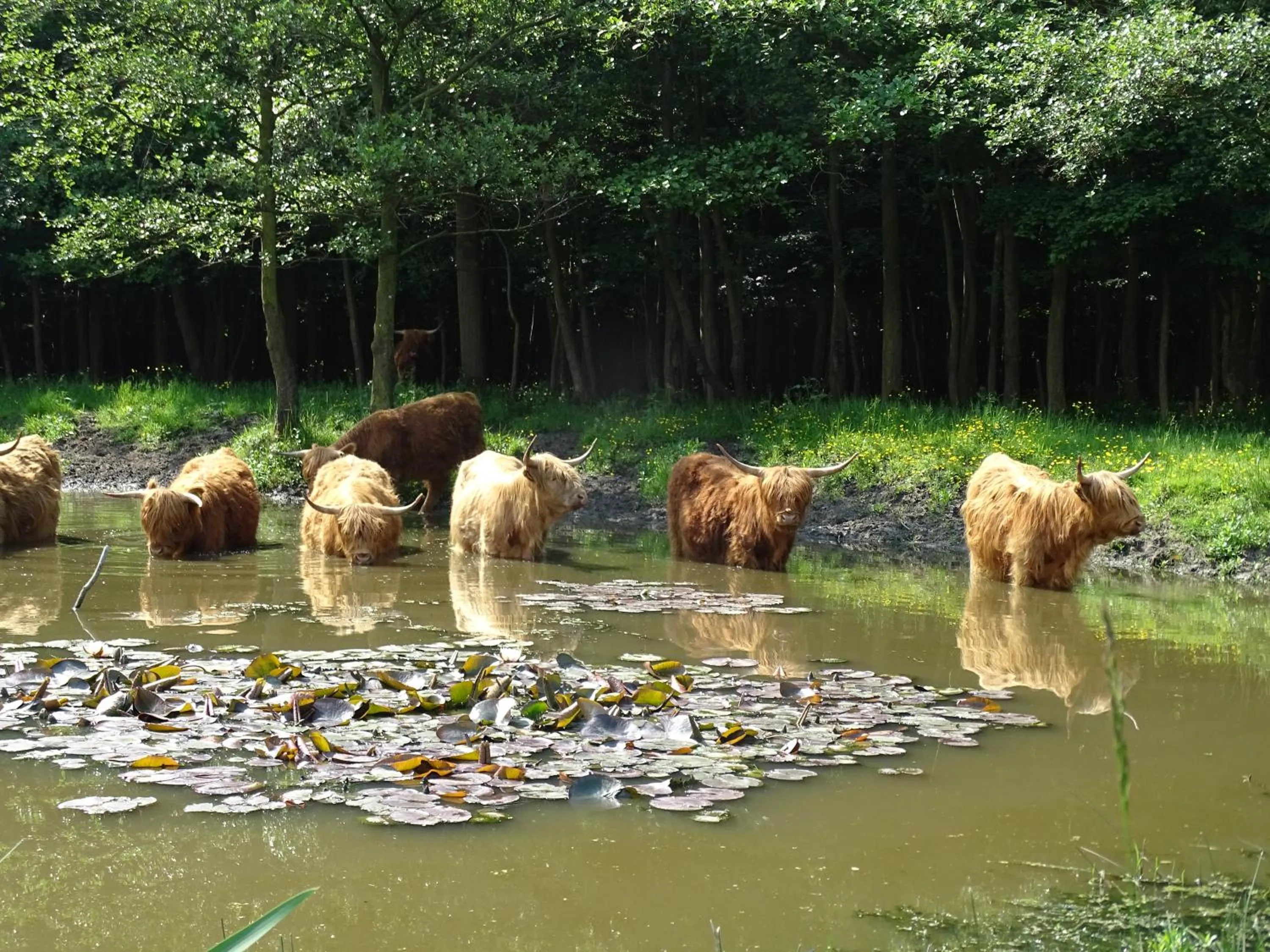 Natural landscape in Hotel Café Restaurant "De Kroon"