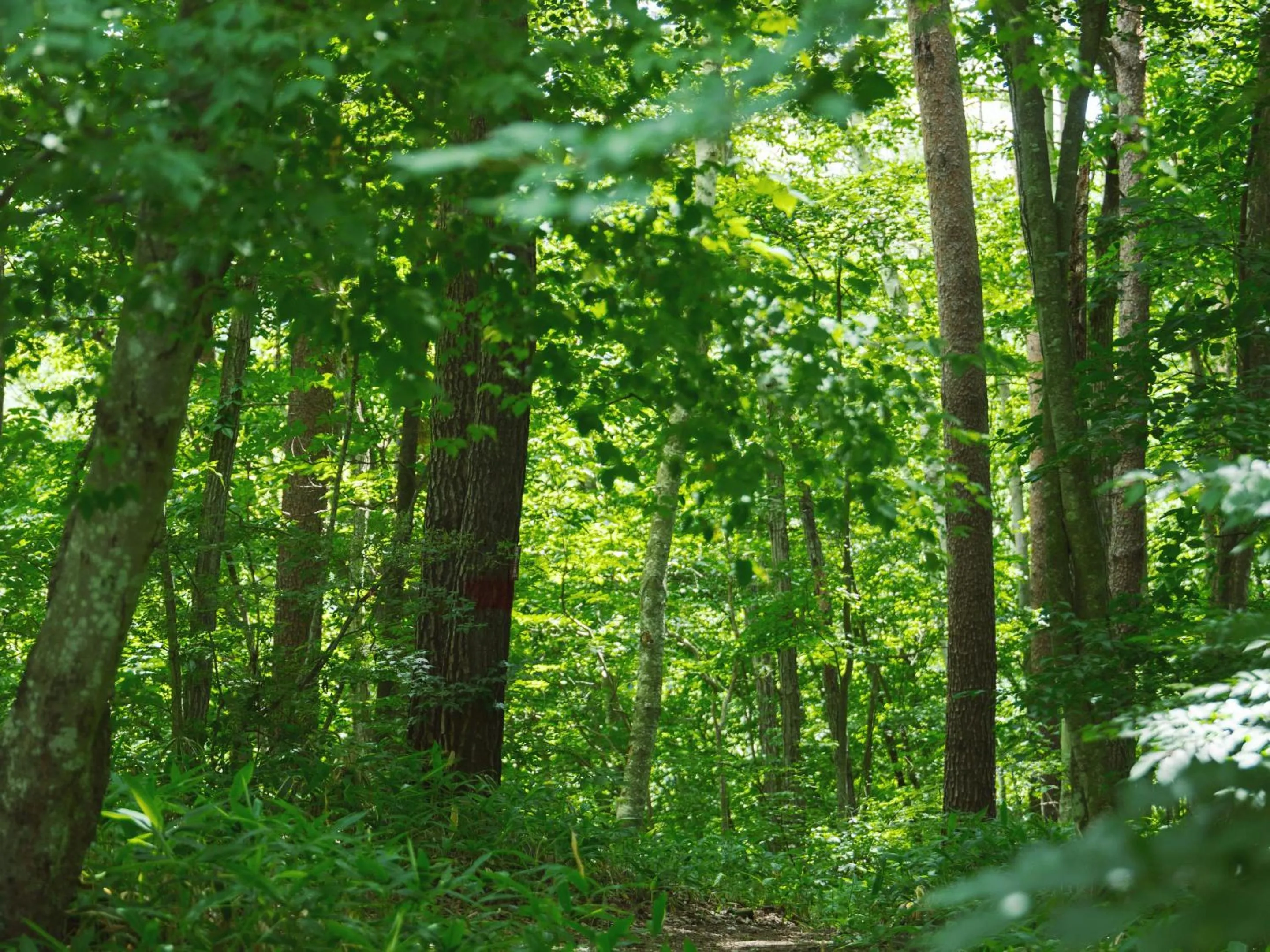Natural landscape in Kiyosatokogen Country Inn The Classic