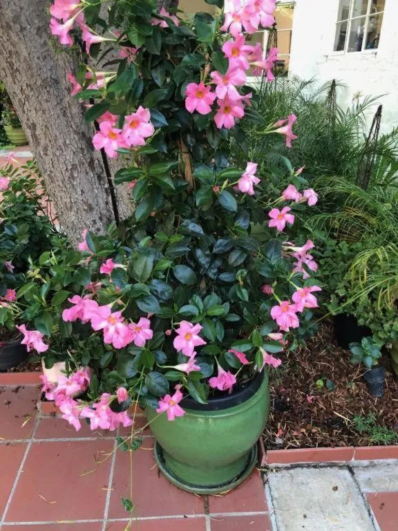Patio in Beverly Hills Celebrity Home