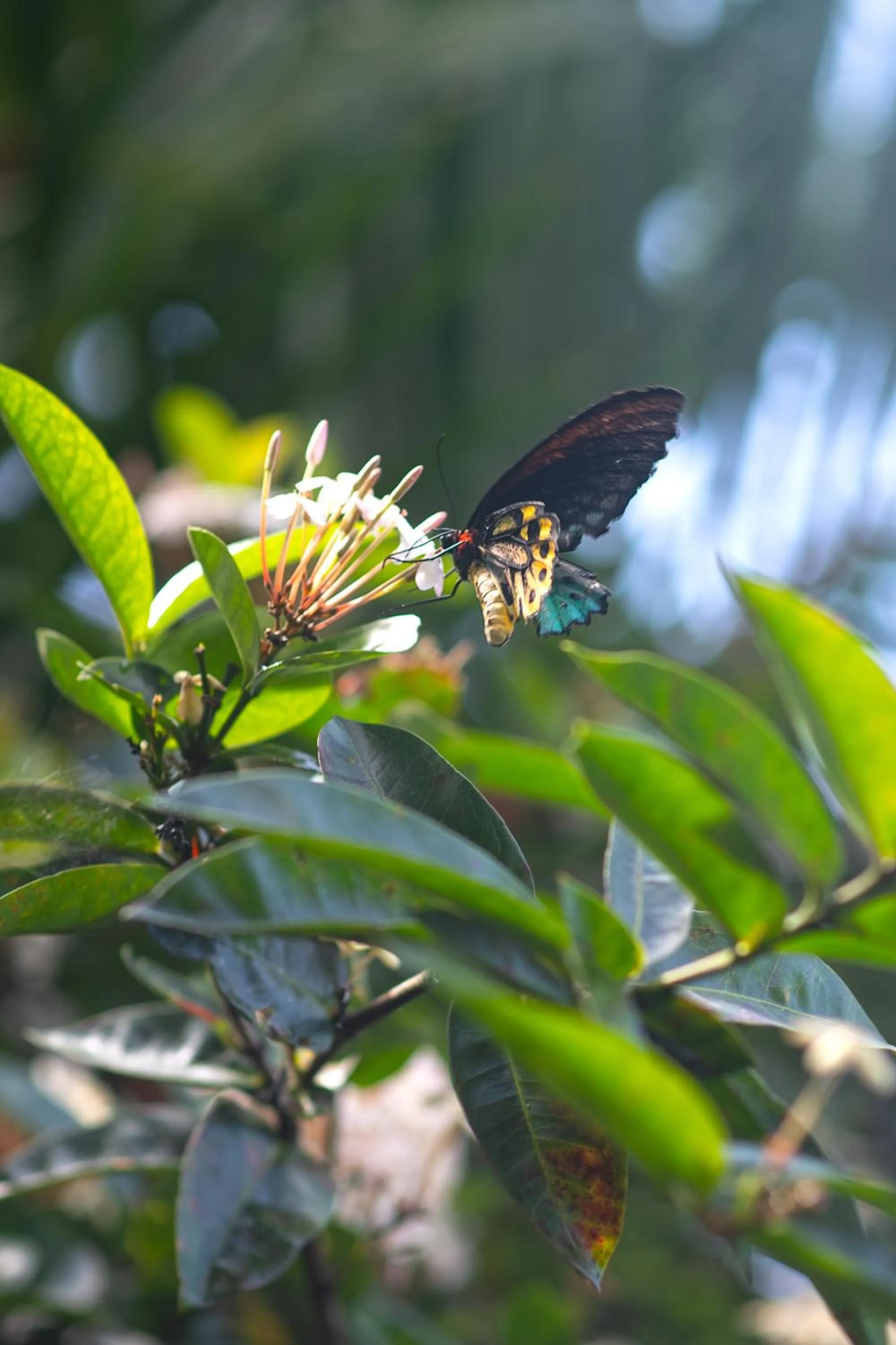 Property building in Sealords