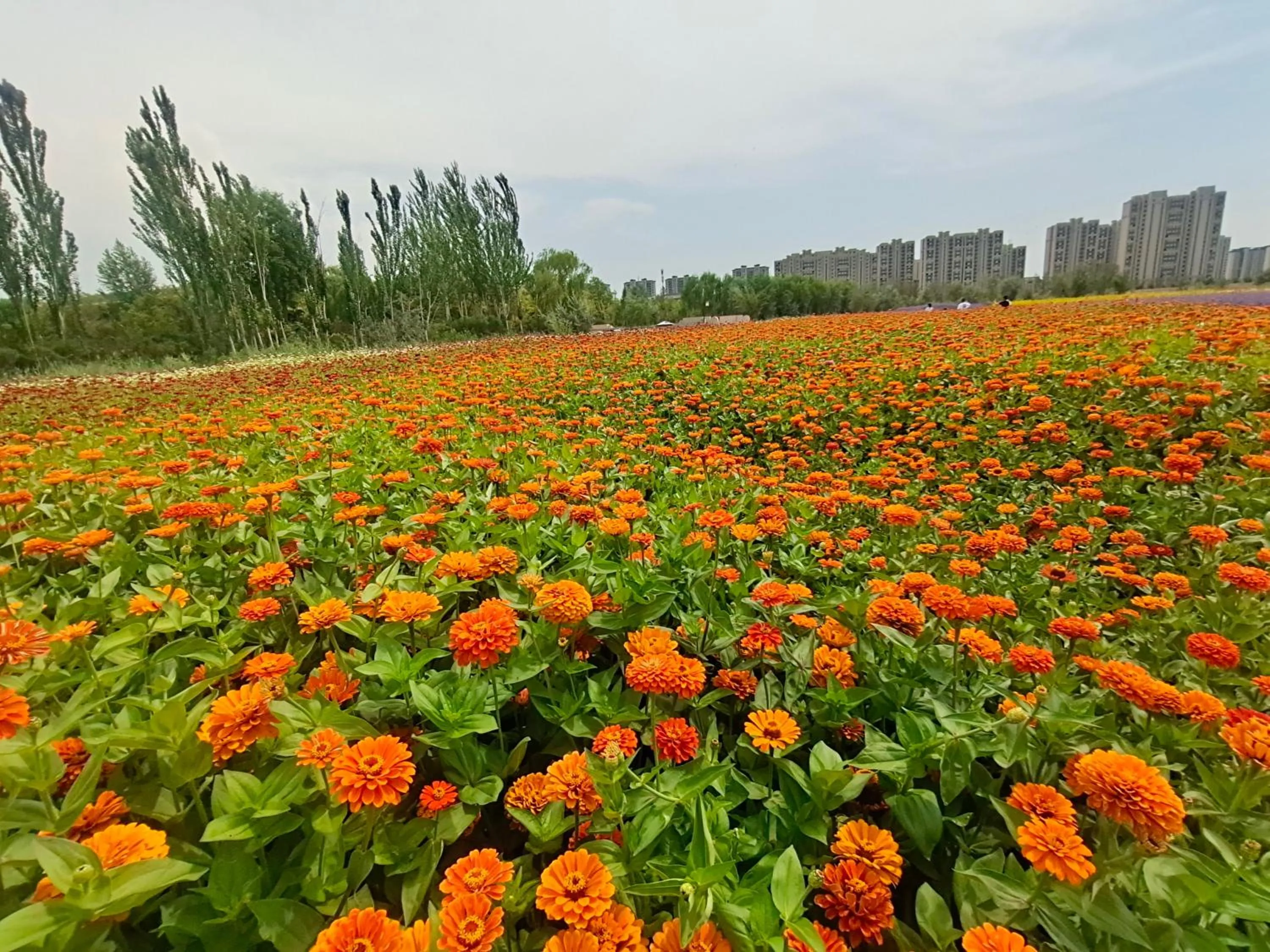 Primus Hotel Yinchuan