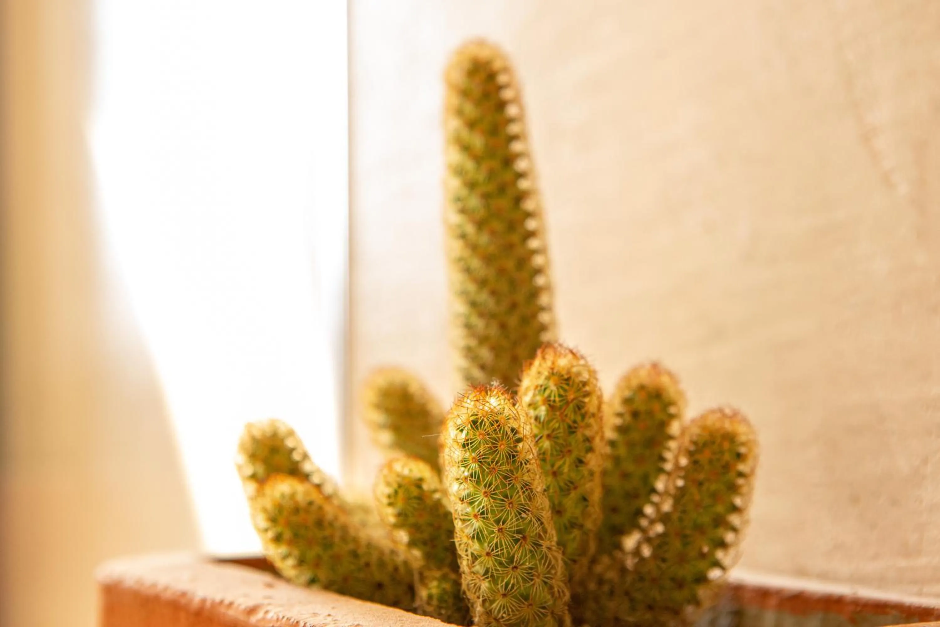 Tamarin Hôtel Cotonou