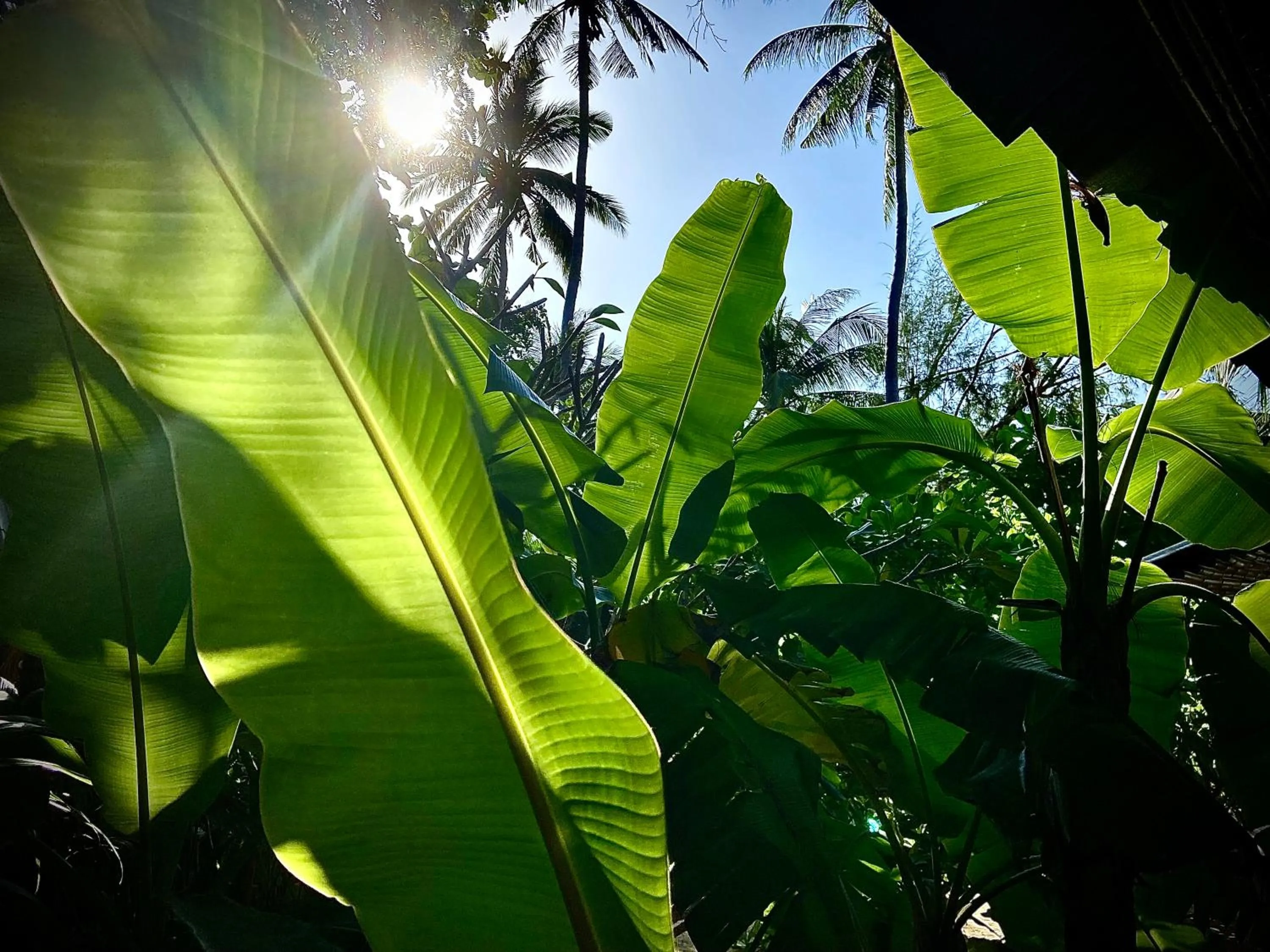 Garden in Secret Beach Bungalows