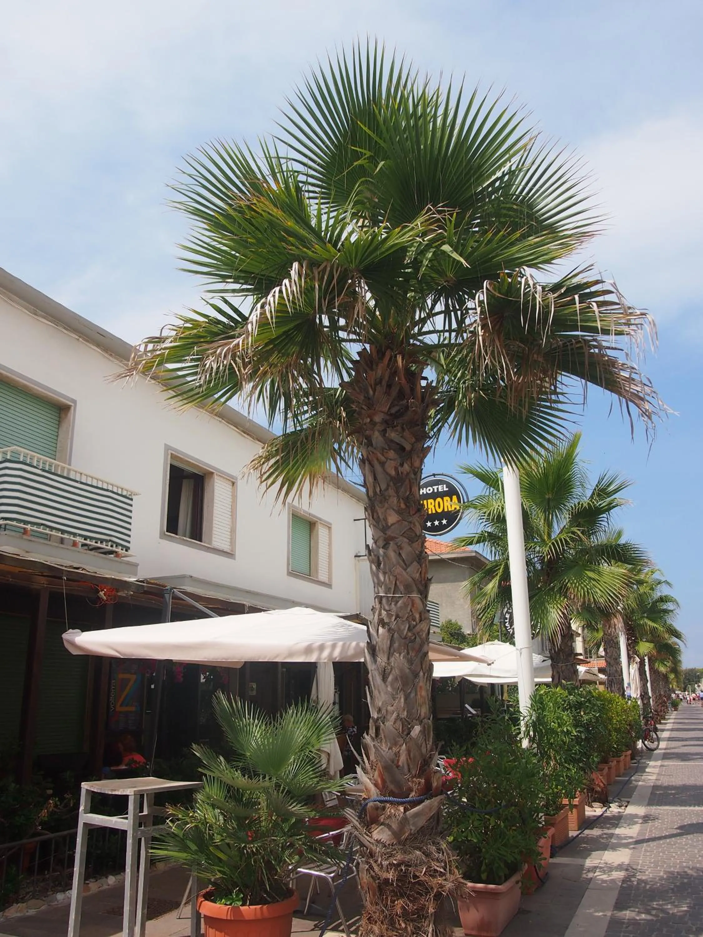 Facade/entrance in Hotel Aurora