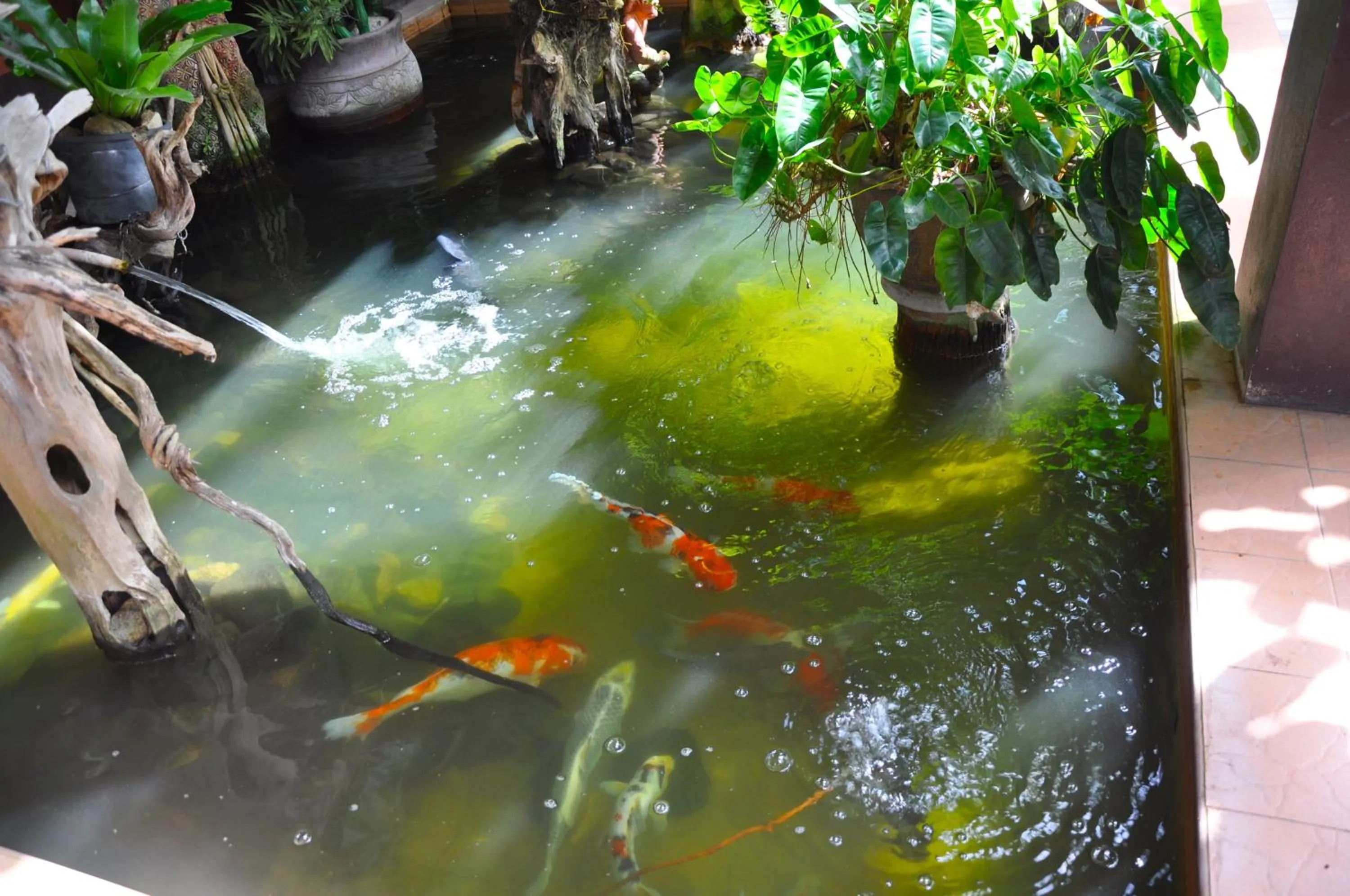 Garden in Coral Bungalows