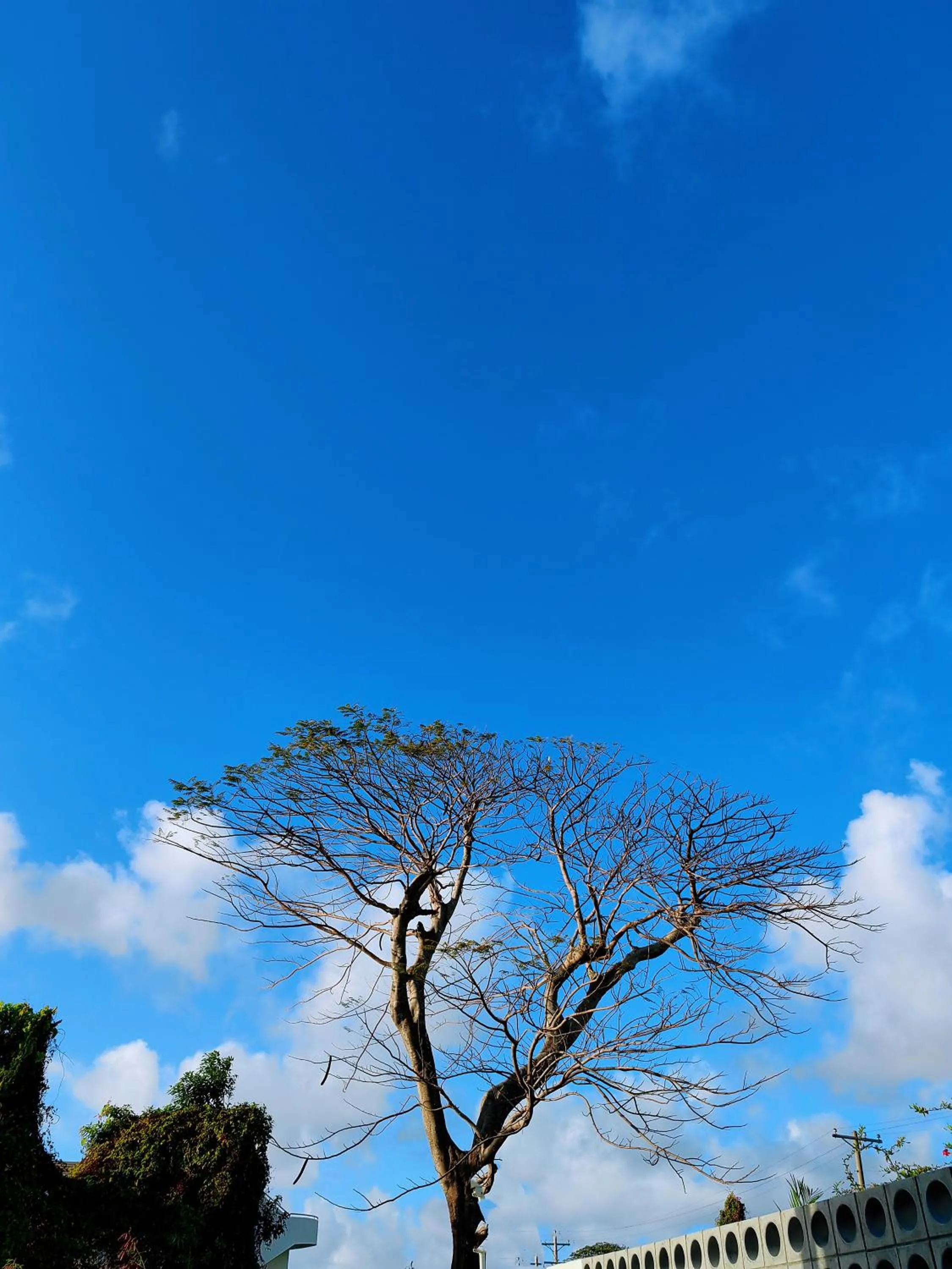 Garden in Discovery Saipan Hotel