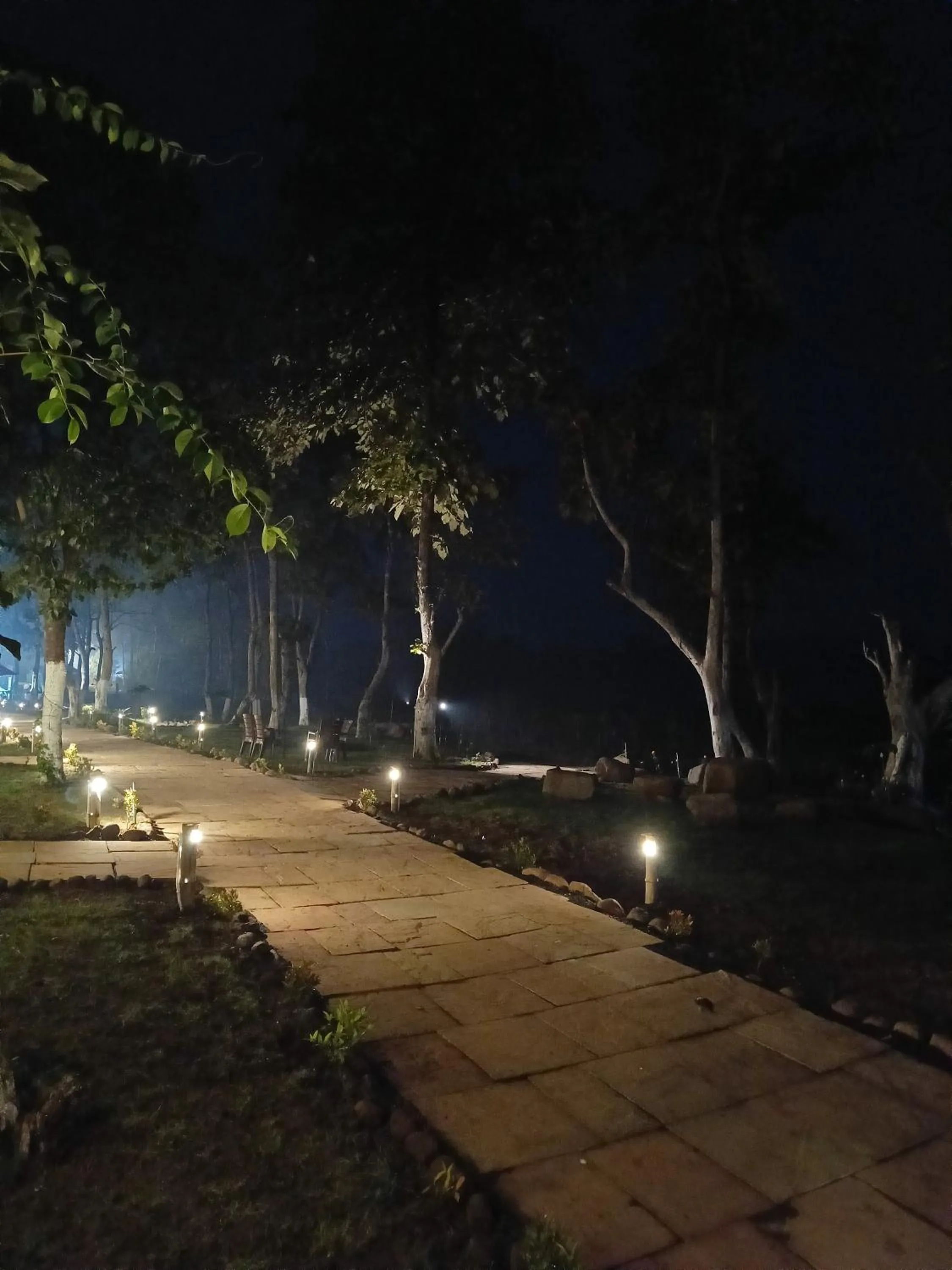 Night in The Golden Woods Resort