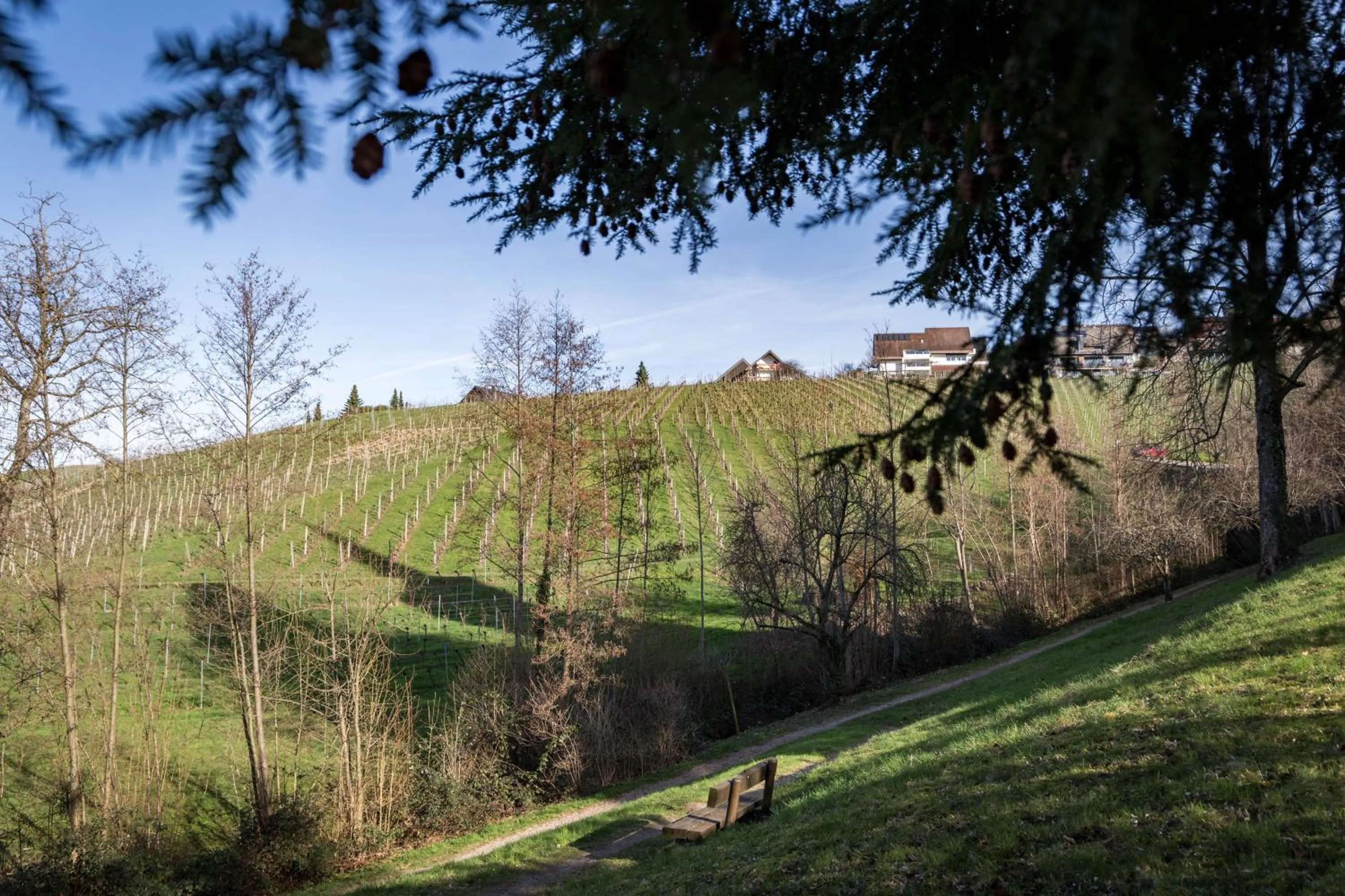 Natural landscape in living TIMELESS - Adler Apartments Sasbachwalden