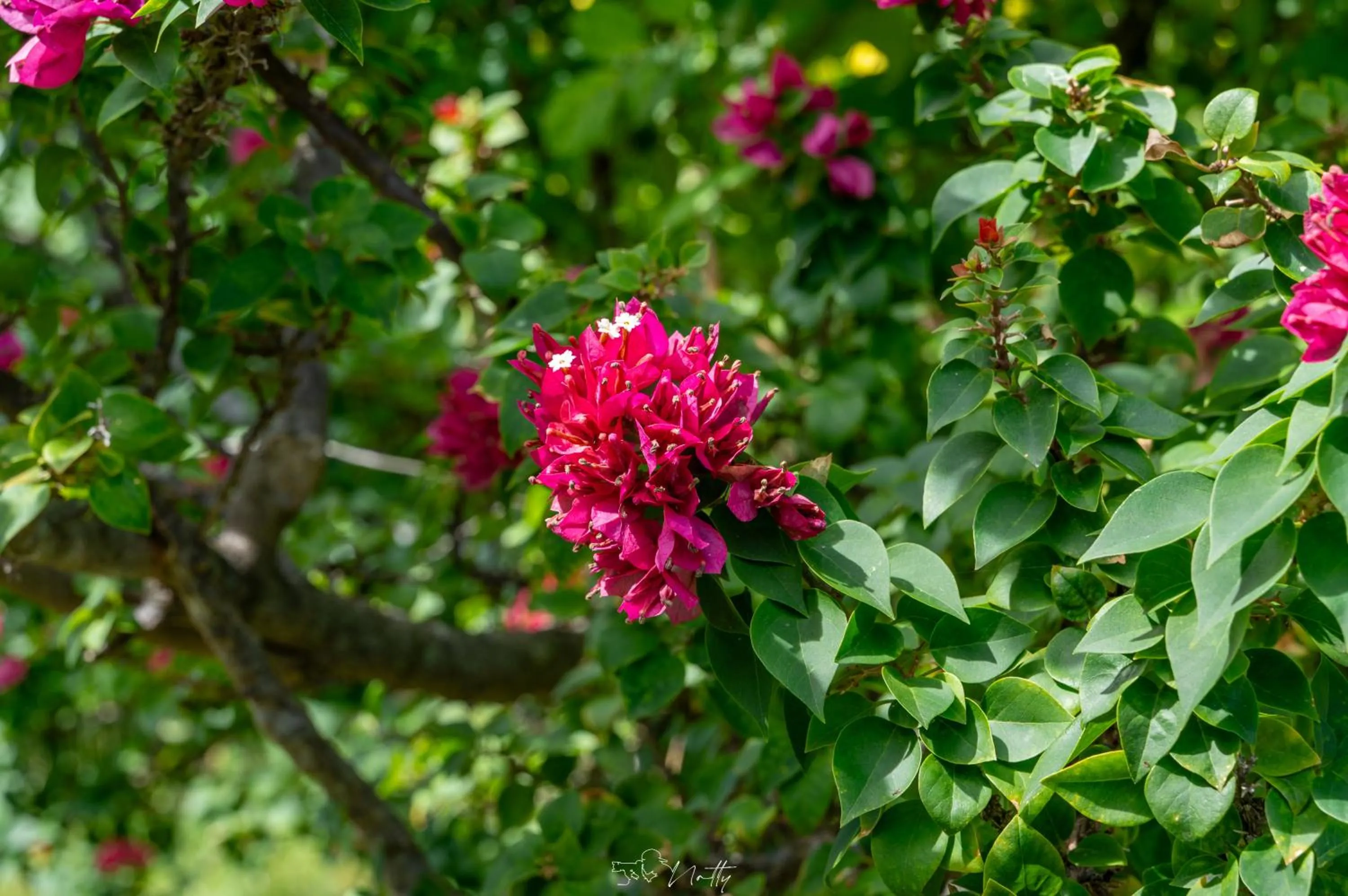 Garden in Residence Foulsafat