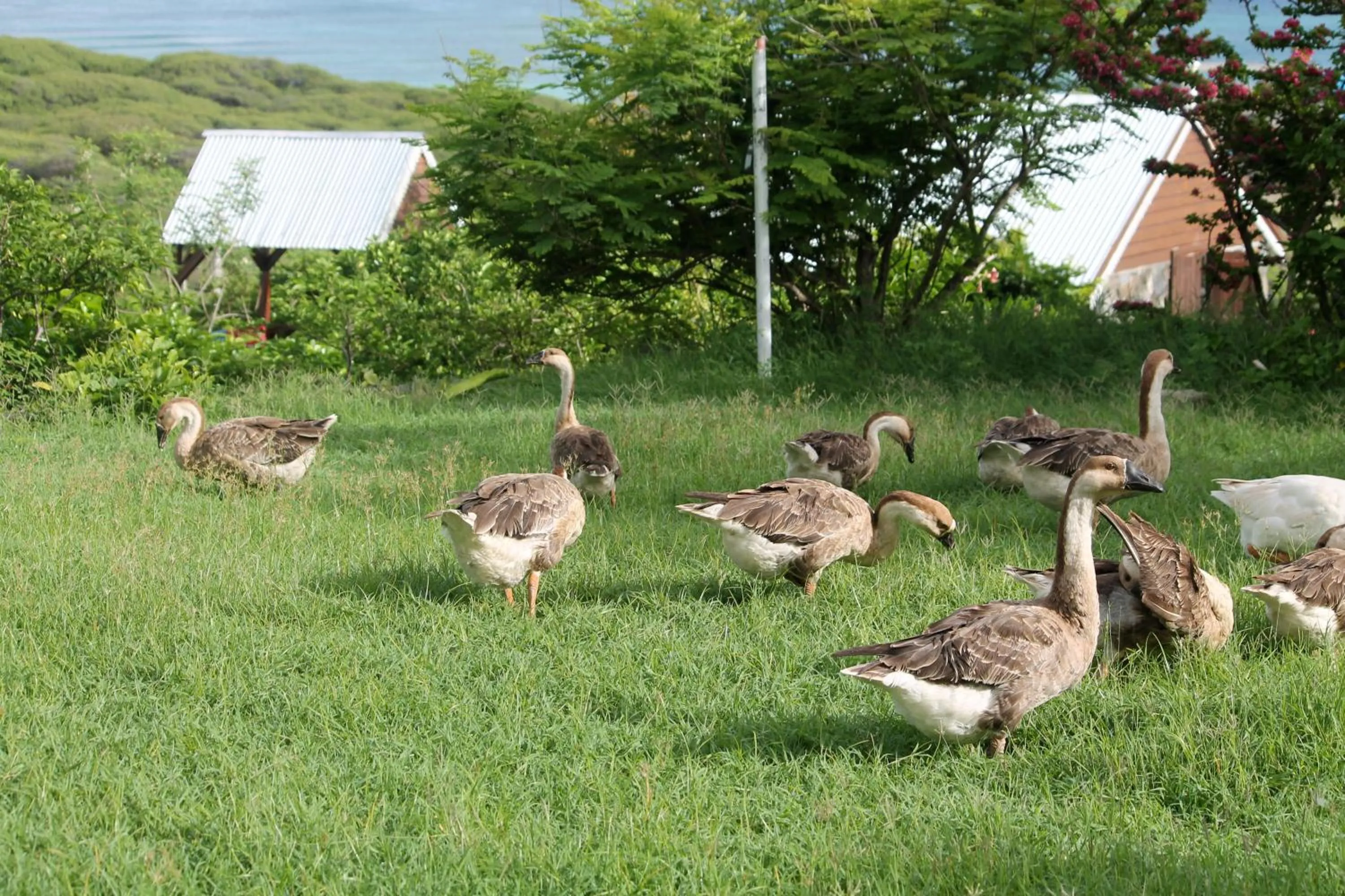Garden in Residence Foulsafat