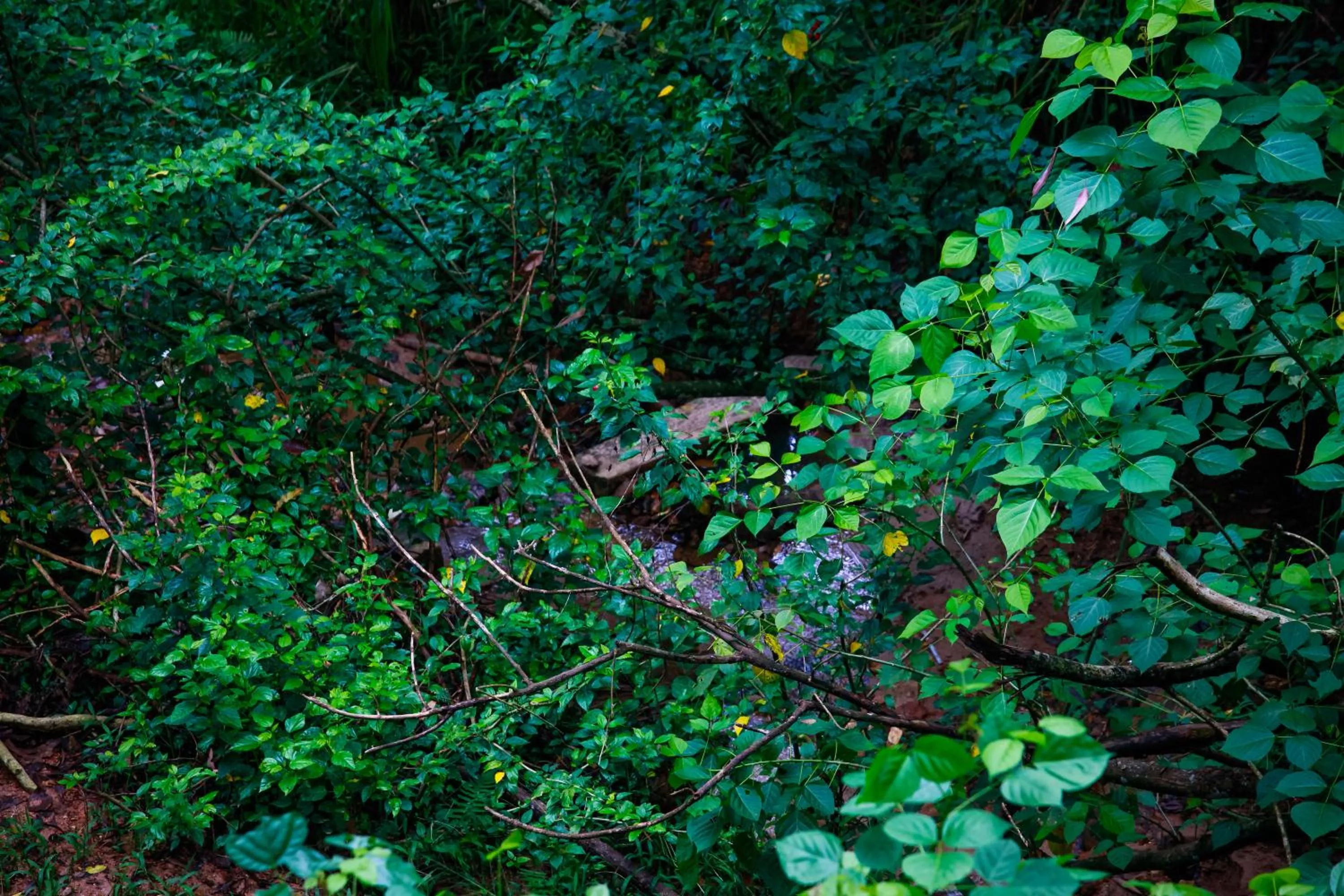 Neighbourhood in Ella Ecolodge