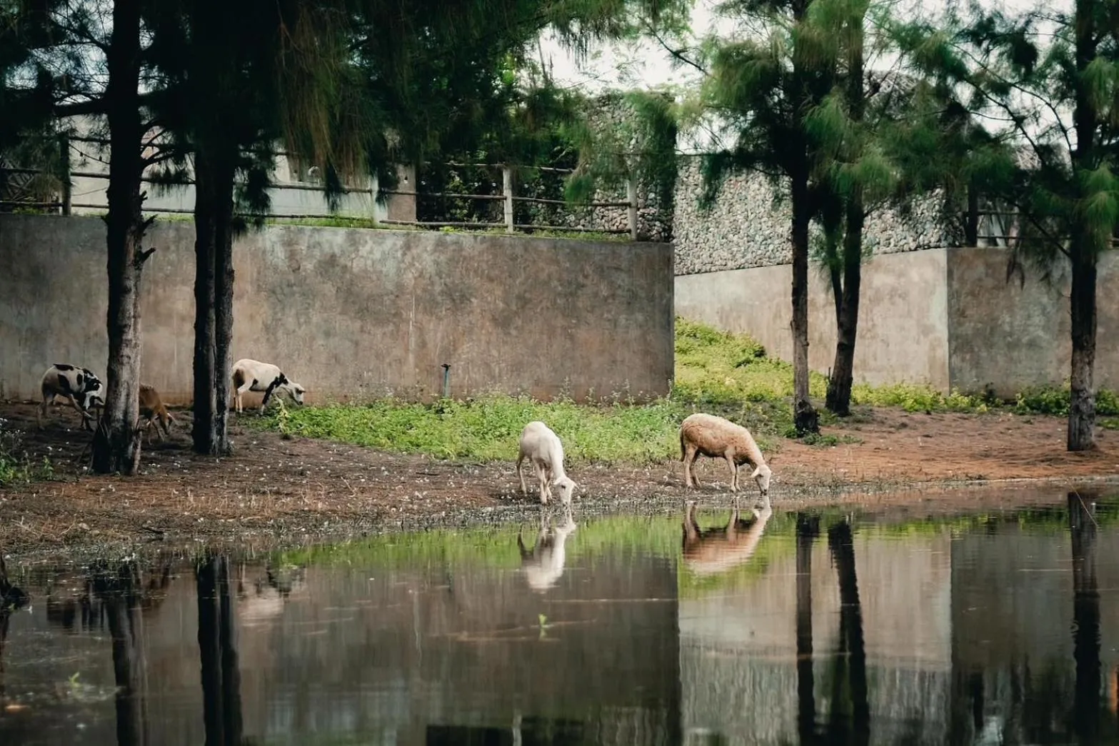 Inner courtyard view in Isbjorn chiangdao