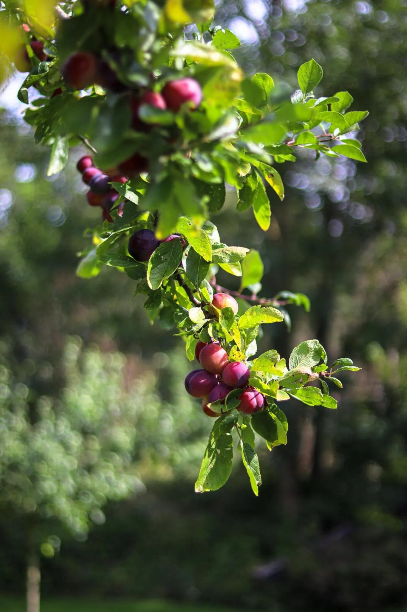 Garden in Boutique Hotel Texel