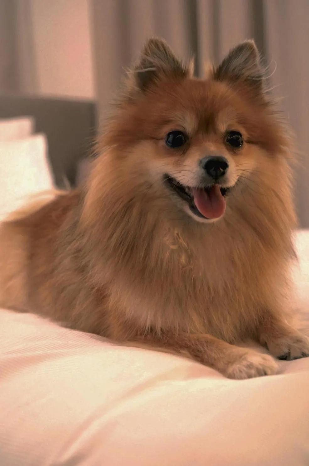 Pets in Hotel DAS SAAL