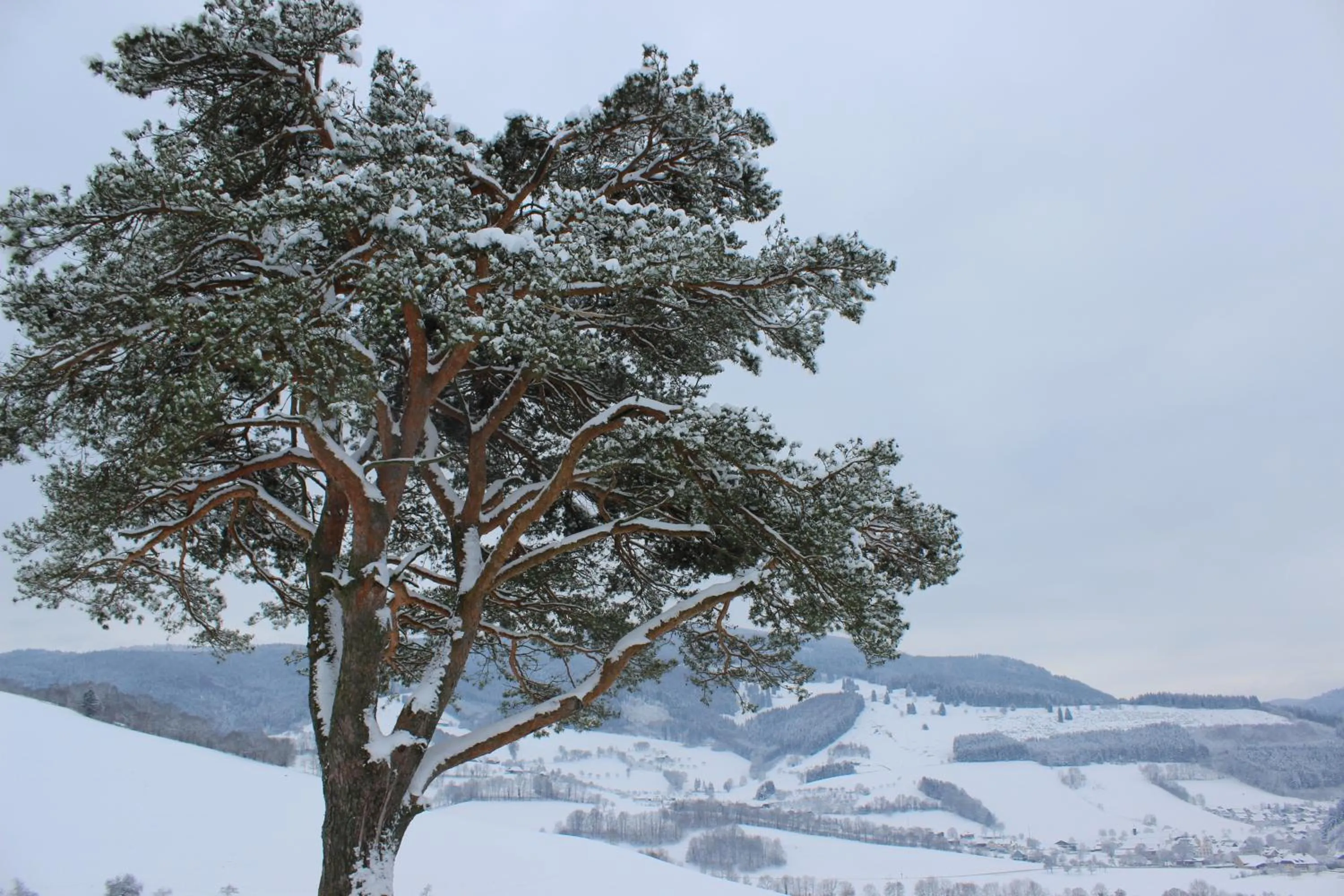 Winter in Landgasthof zum Schützen