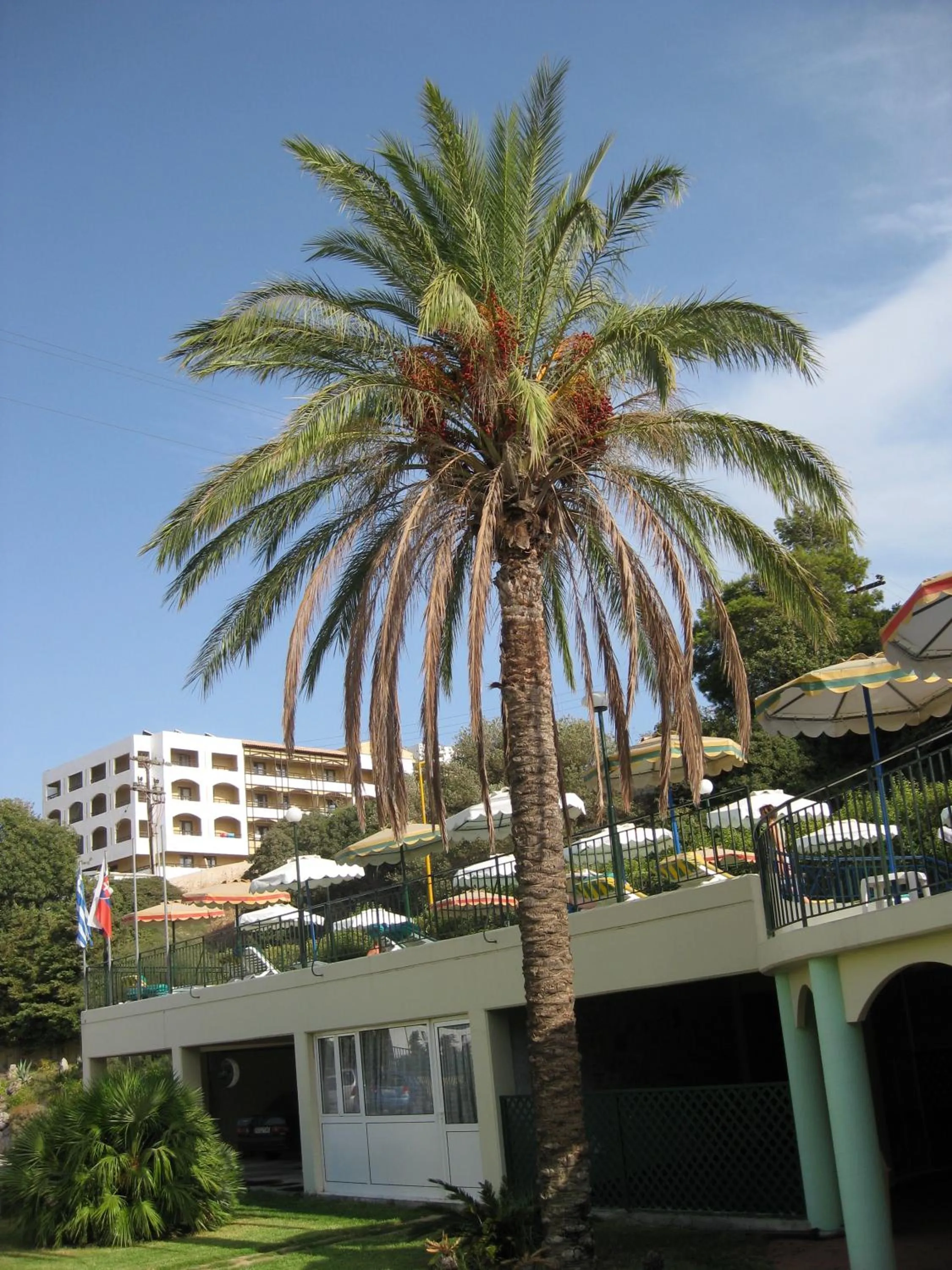 Garden in Romantza Mare