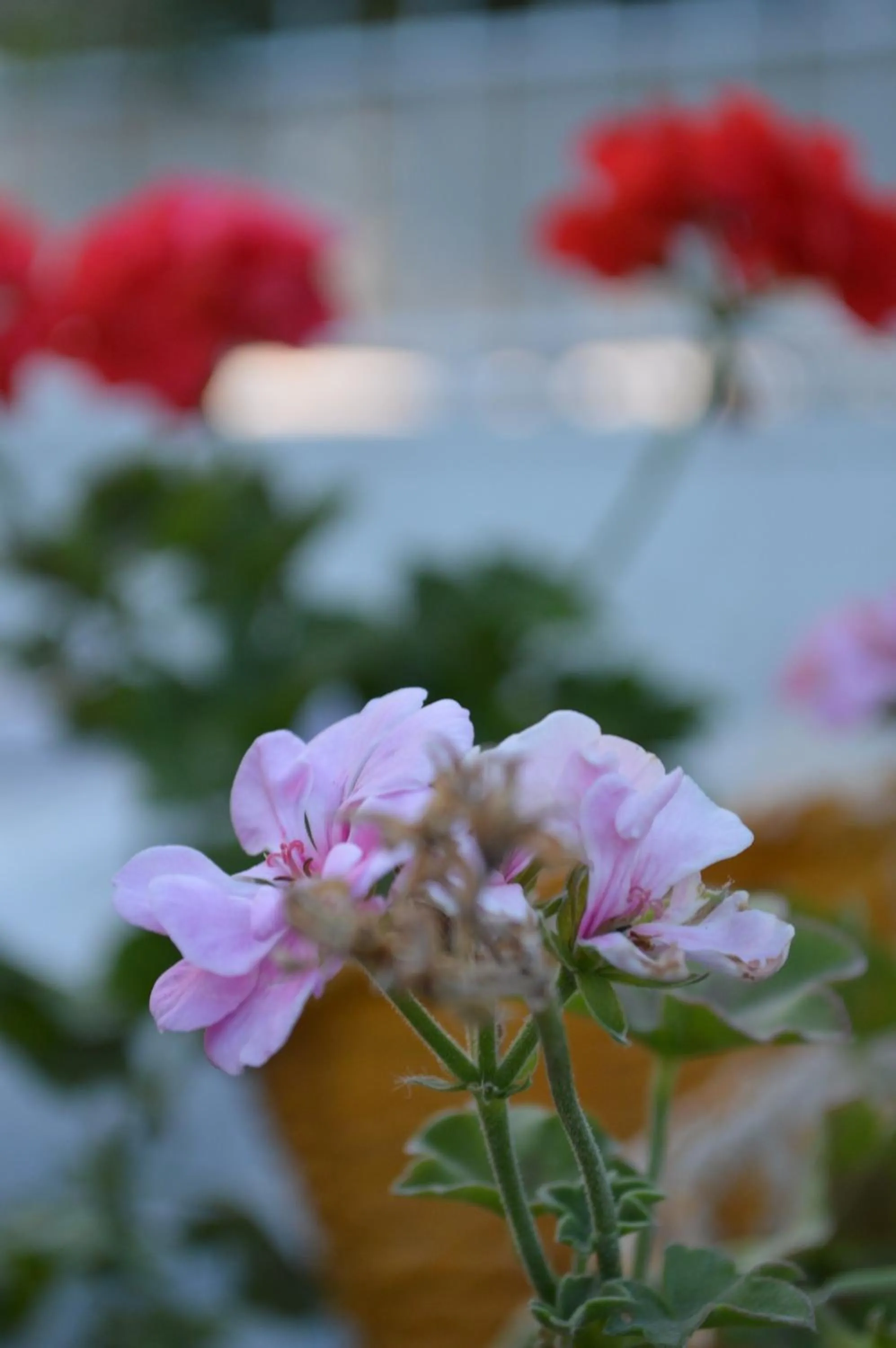 Garden in Degirmenli Konak Hotel