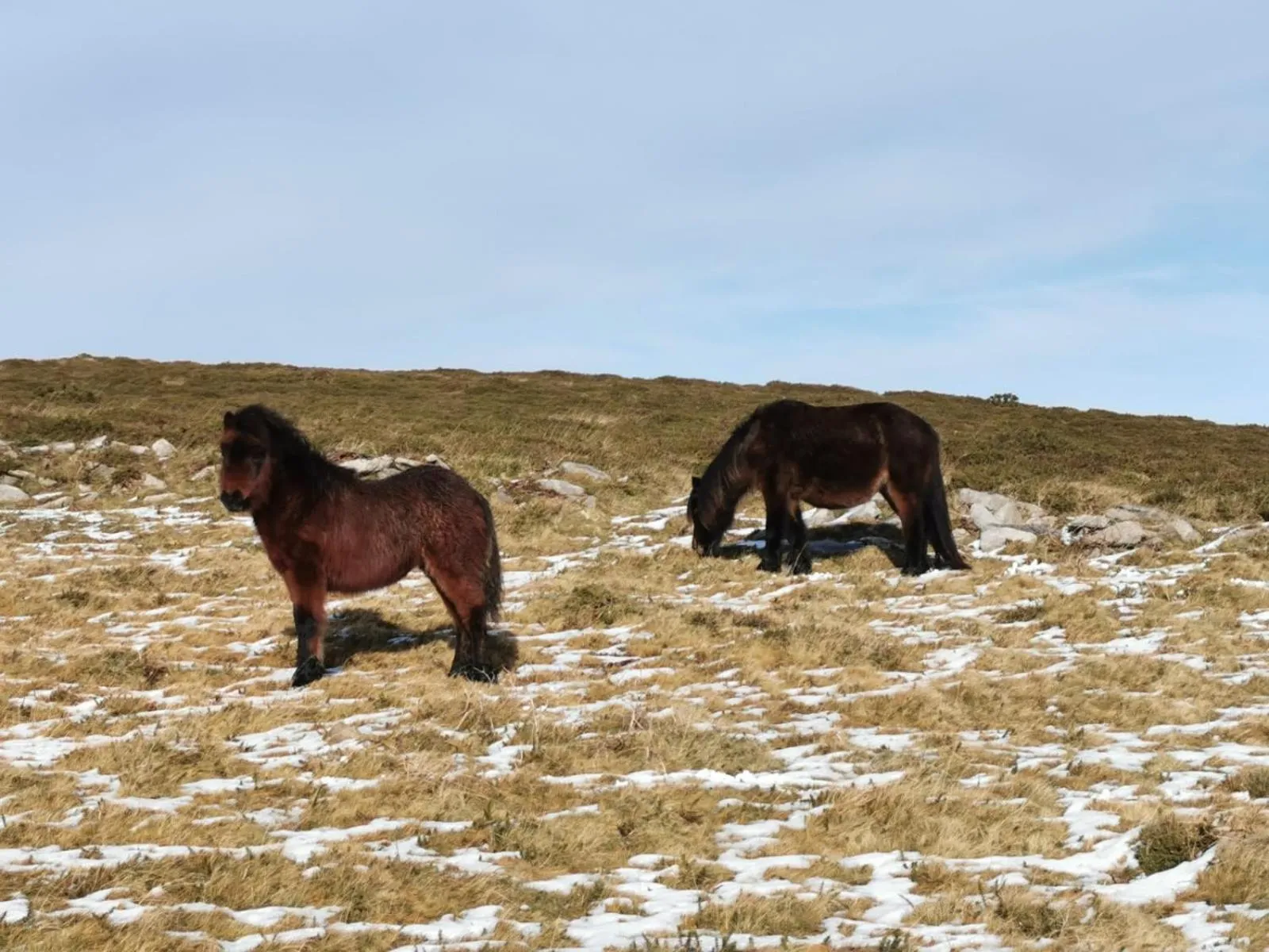 Animals in Dartmoor Lodge Hotel