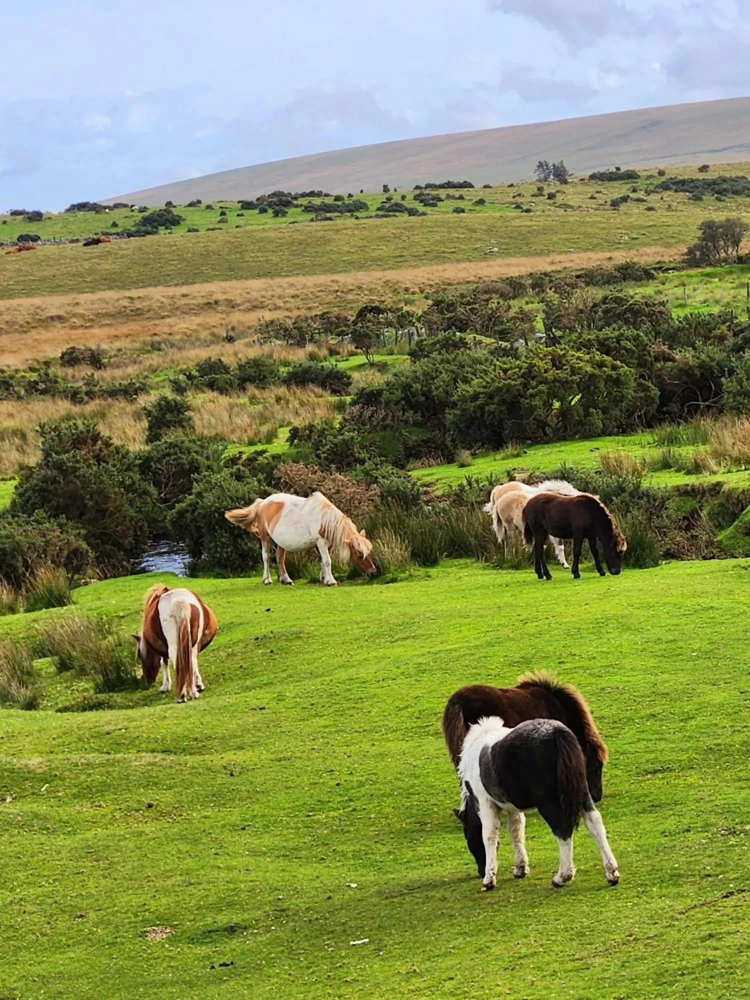 Natural landscape in Dartmoor Lodge Hotel